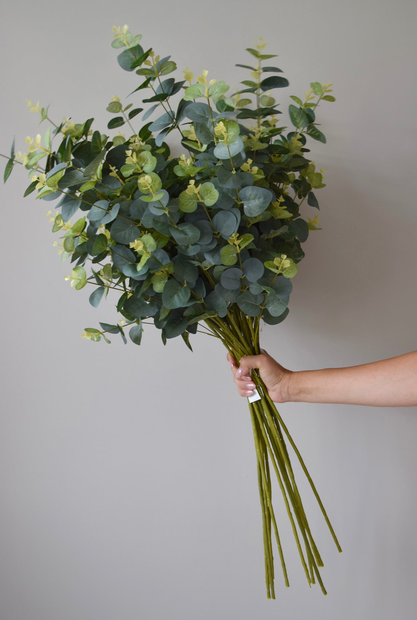 Bouquet of eucalyptus leaves held against a plain background
