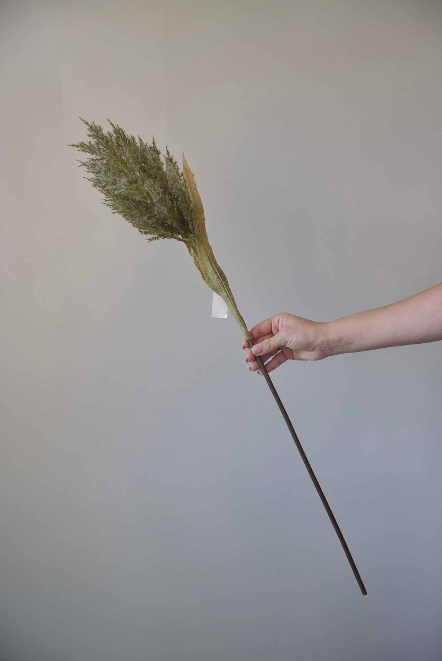 Hand holding a dried plant against a plain background