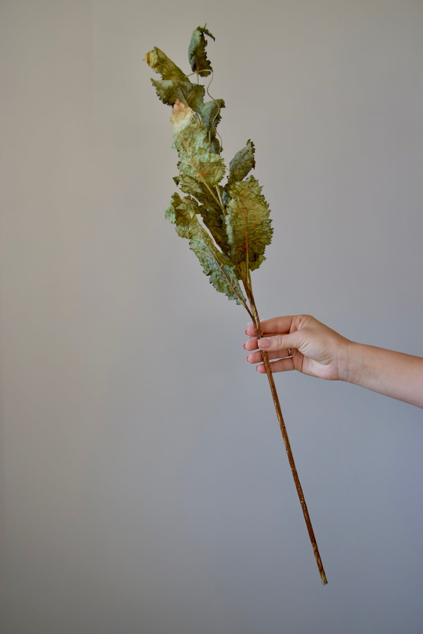 Hand holding a dried plant against a plain background