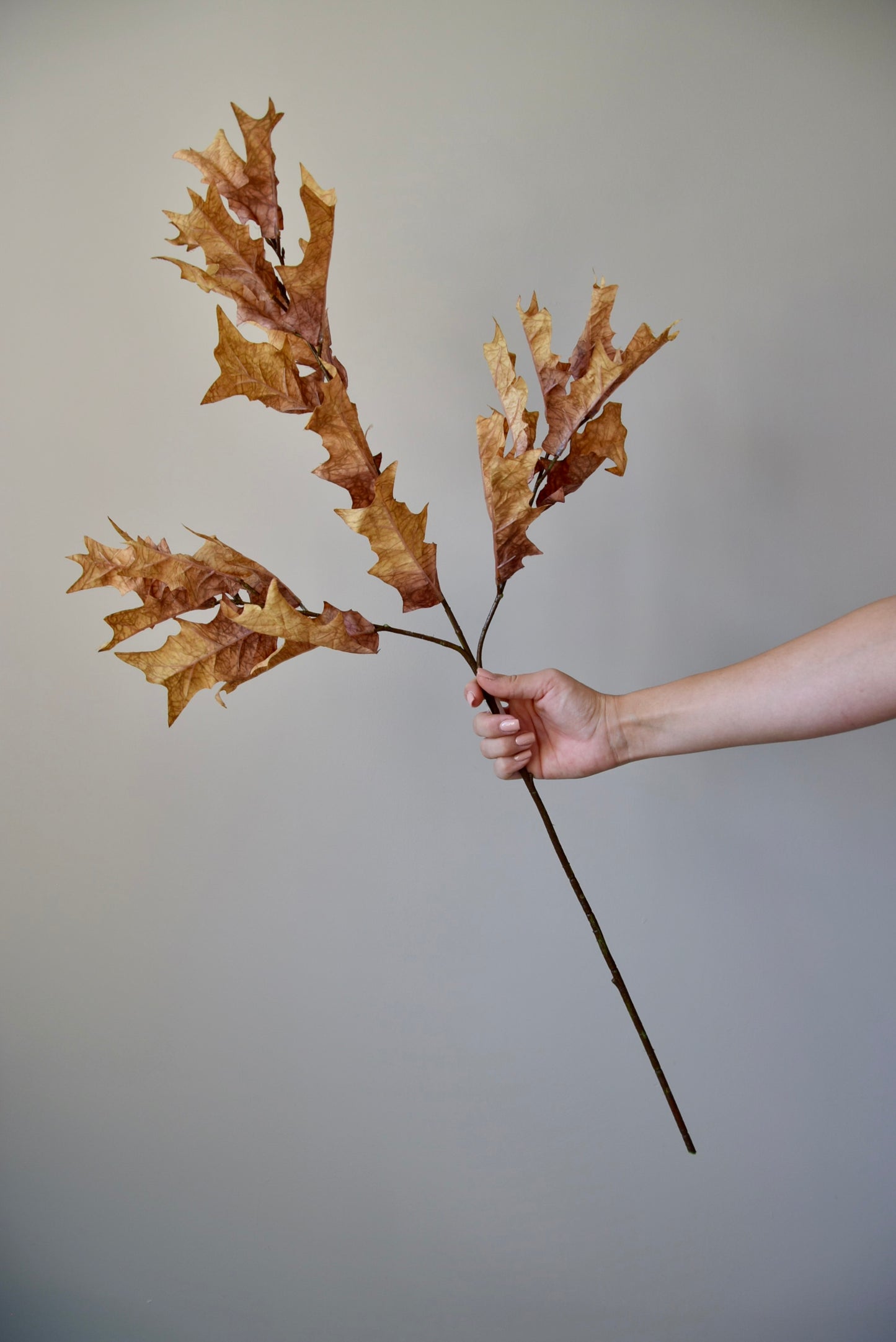 Hand holding a branch with dried leaves against a plain background