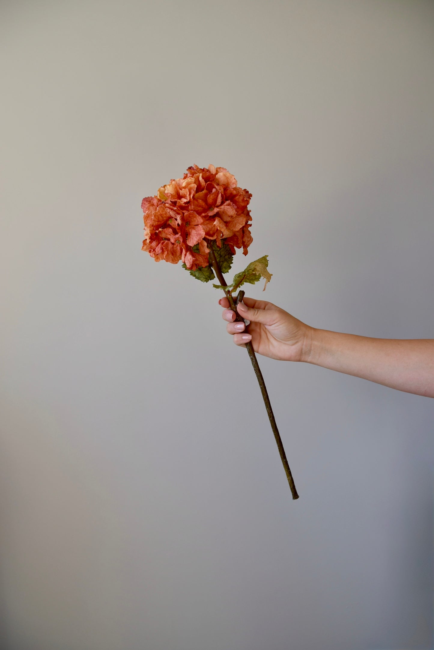 Hand holding an orange hydrangea against a plain background