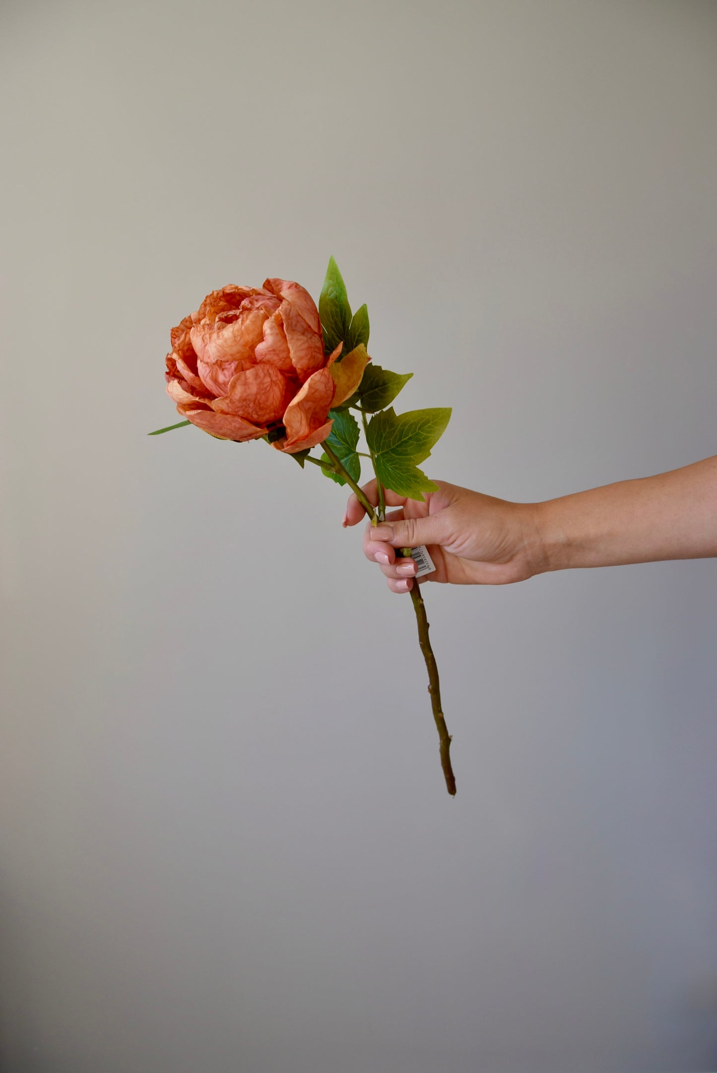 Hand holding a single artificial peony flower against a plain background