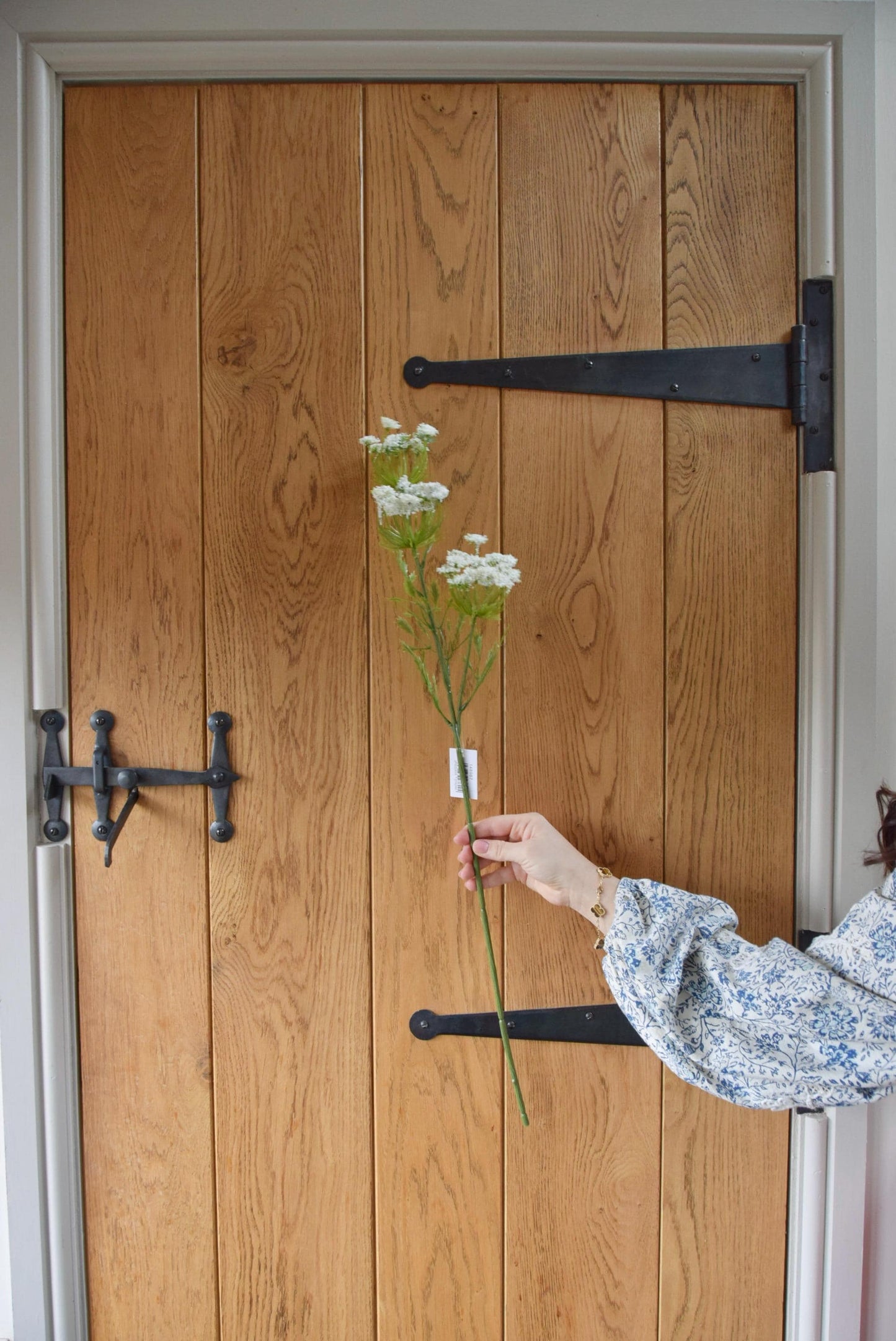 Tall cow parsley stem displayed against a country style wooden door.