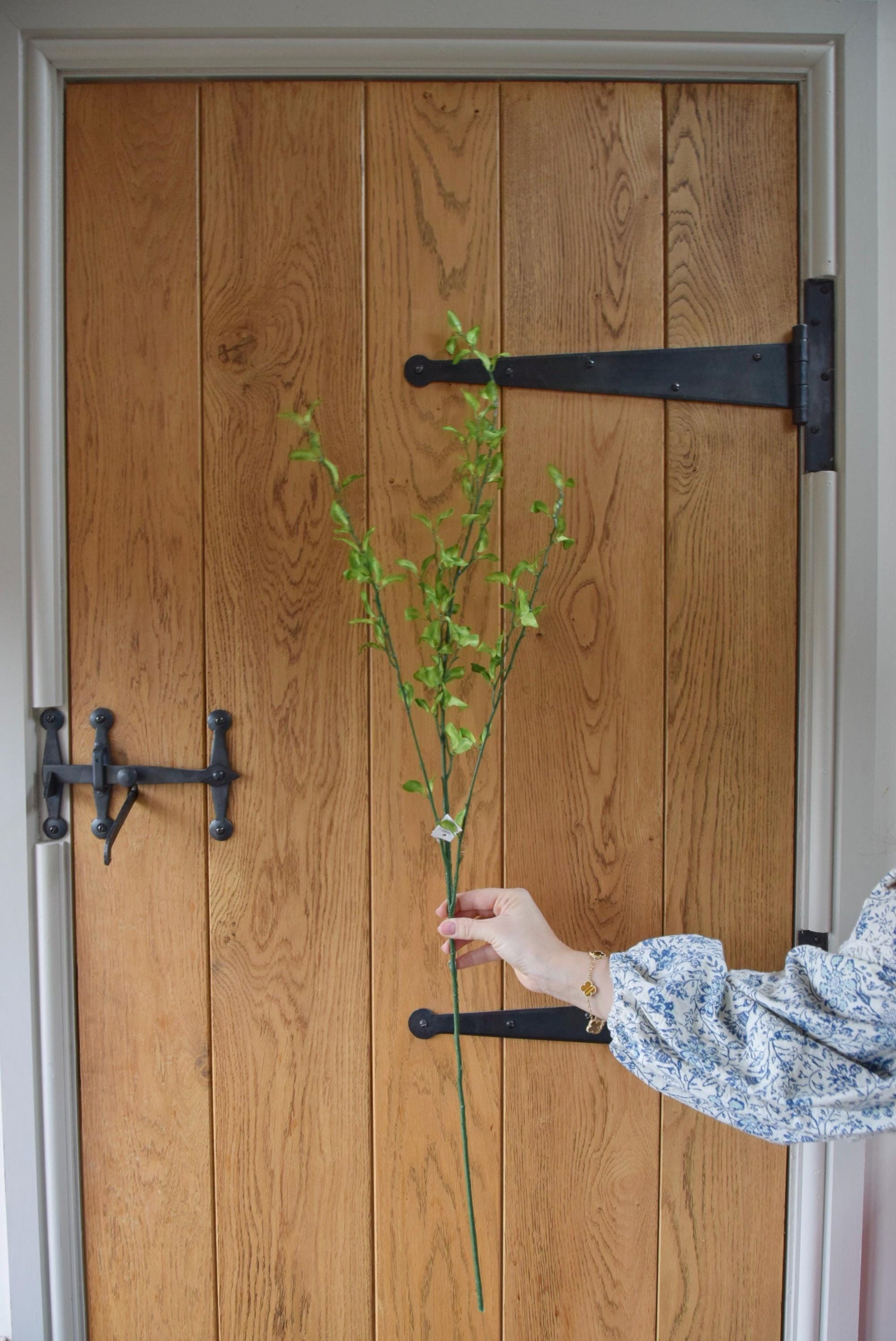 Tall green leaf stem displayed against a country style wooden door.