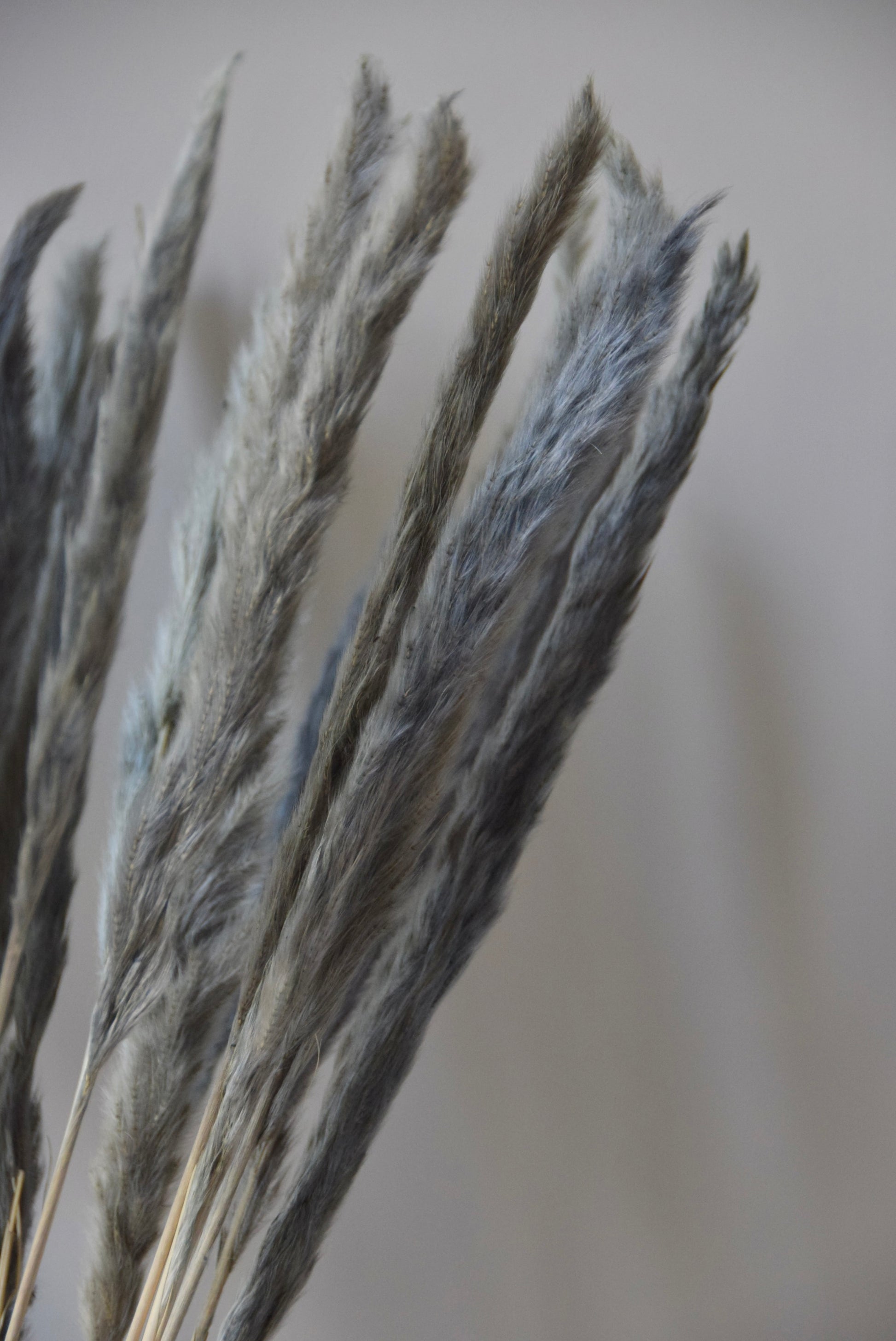 Grey reed pampas stems displayed in a chevron stone vase on a black pedestal.