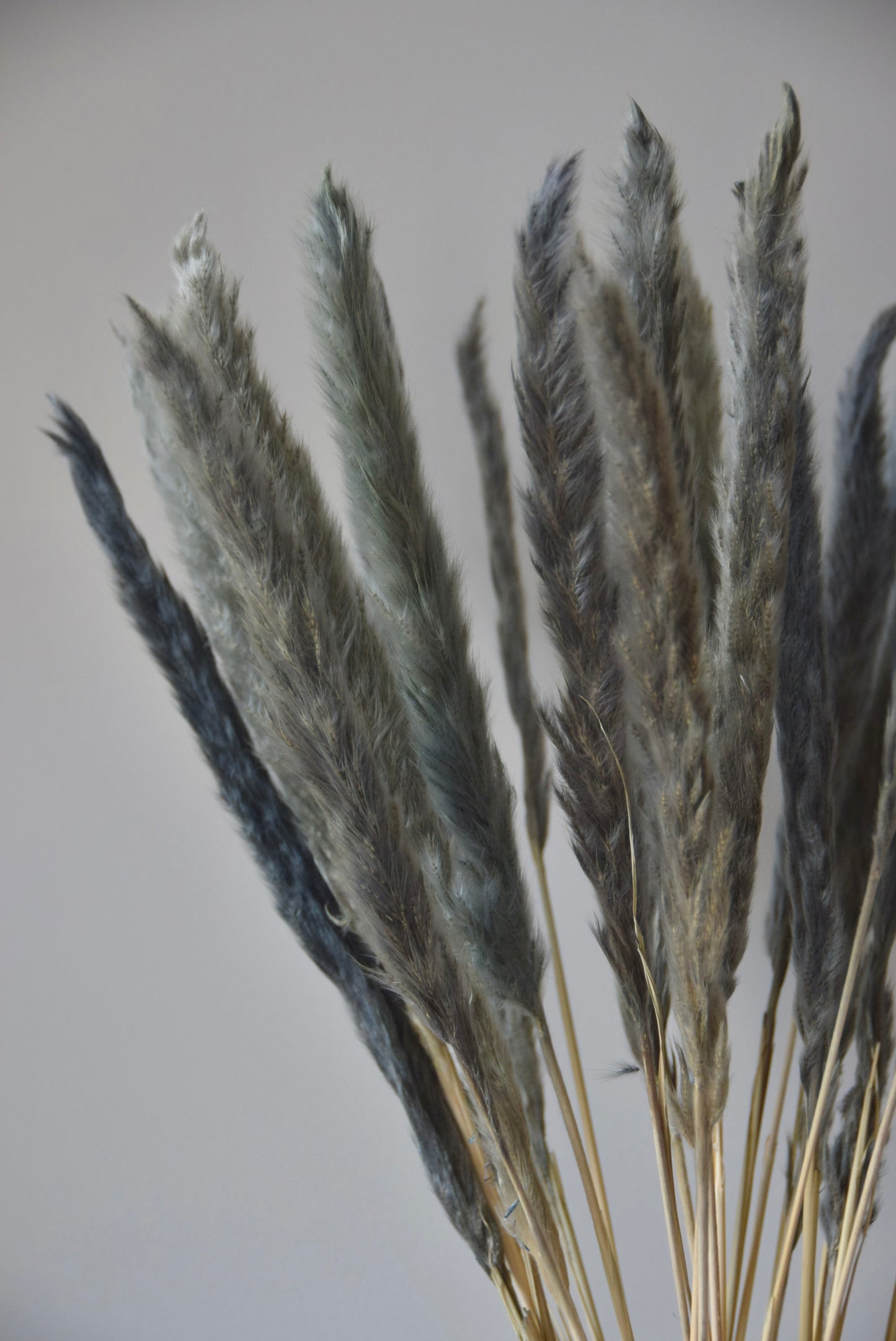 Grey reed pampas stems displayed in a chevron stone vase on a black pedestal.