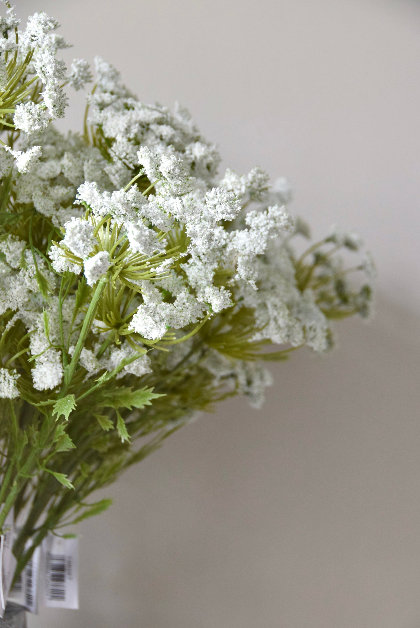 Close up picture of a bunch of white cow parsley.