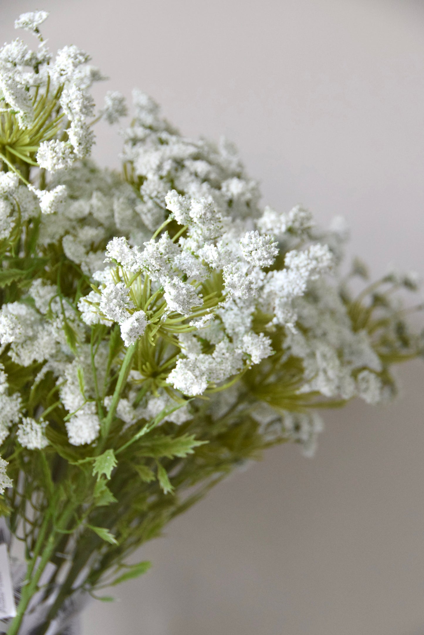 Close up picture of a bunch of cow parsley.