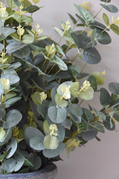 Potted plant with green leaves on a plain background