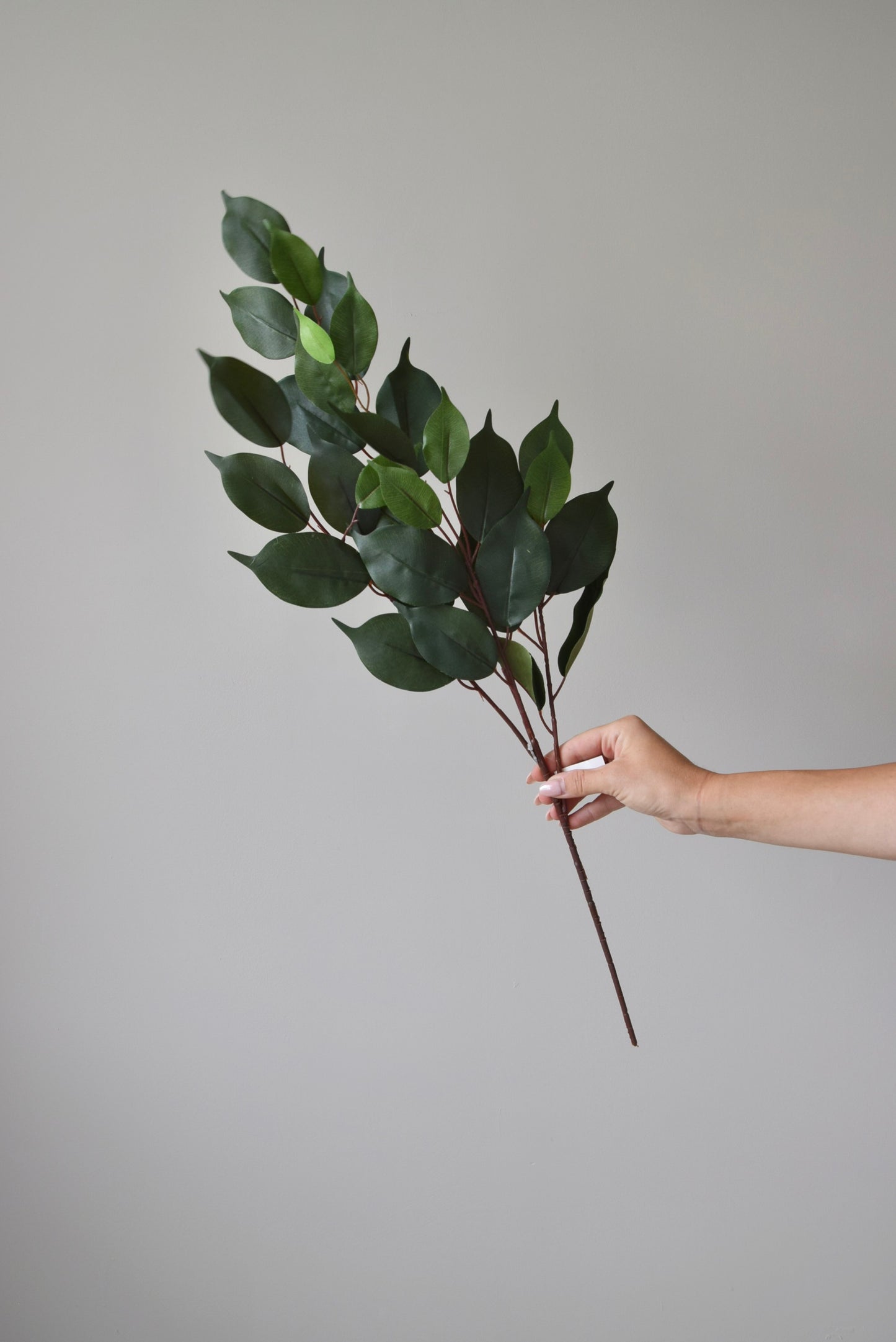 Hand holding a branch with green leaves against a plain background