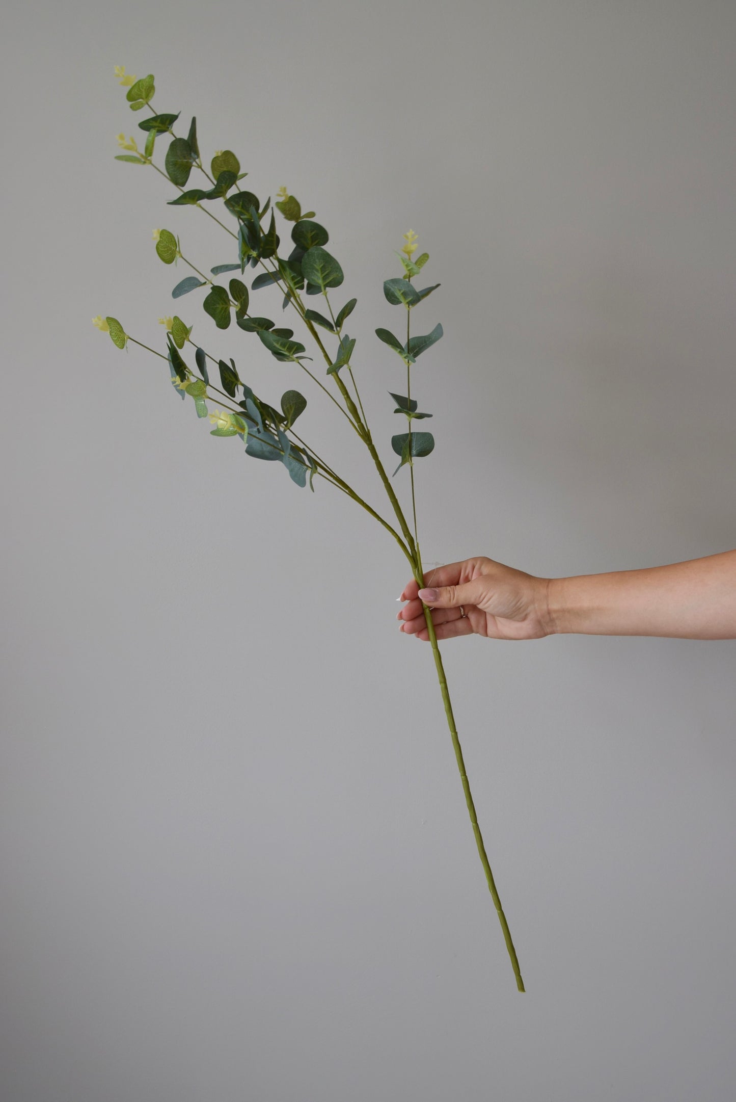 Hand holding a branch of eucalyptus against a plain background