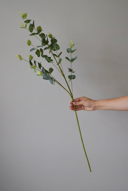 Hand holding a branch of eucalyptus against a plain background
