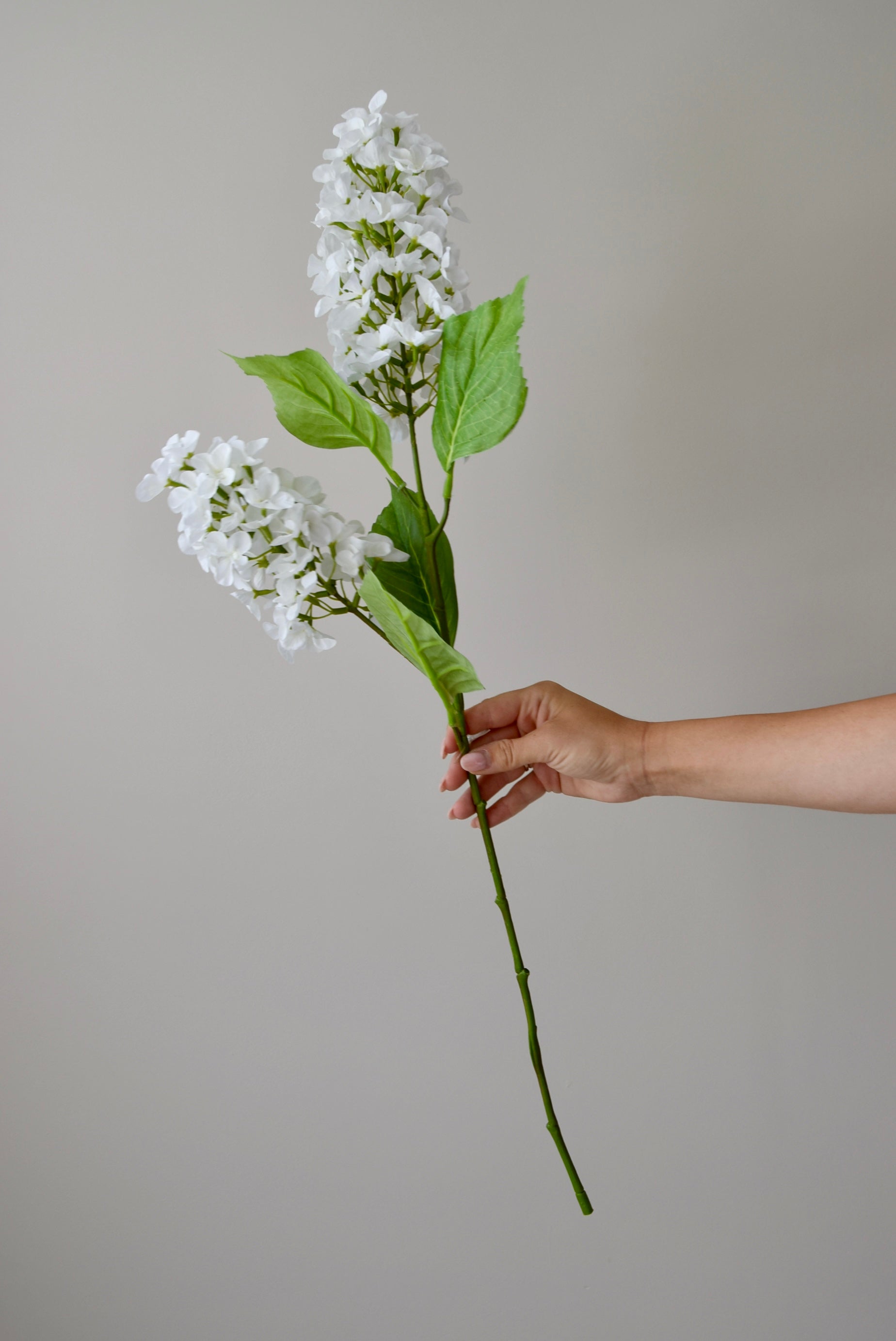 Hand holding a branch of white flowers against a plain background