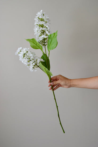Hand holding a branch of white flowers against a plain background