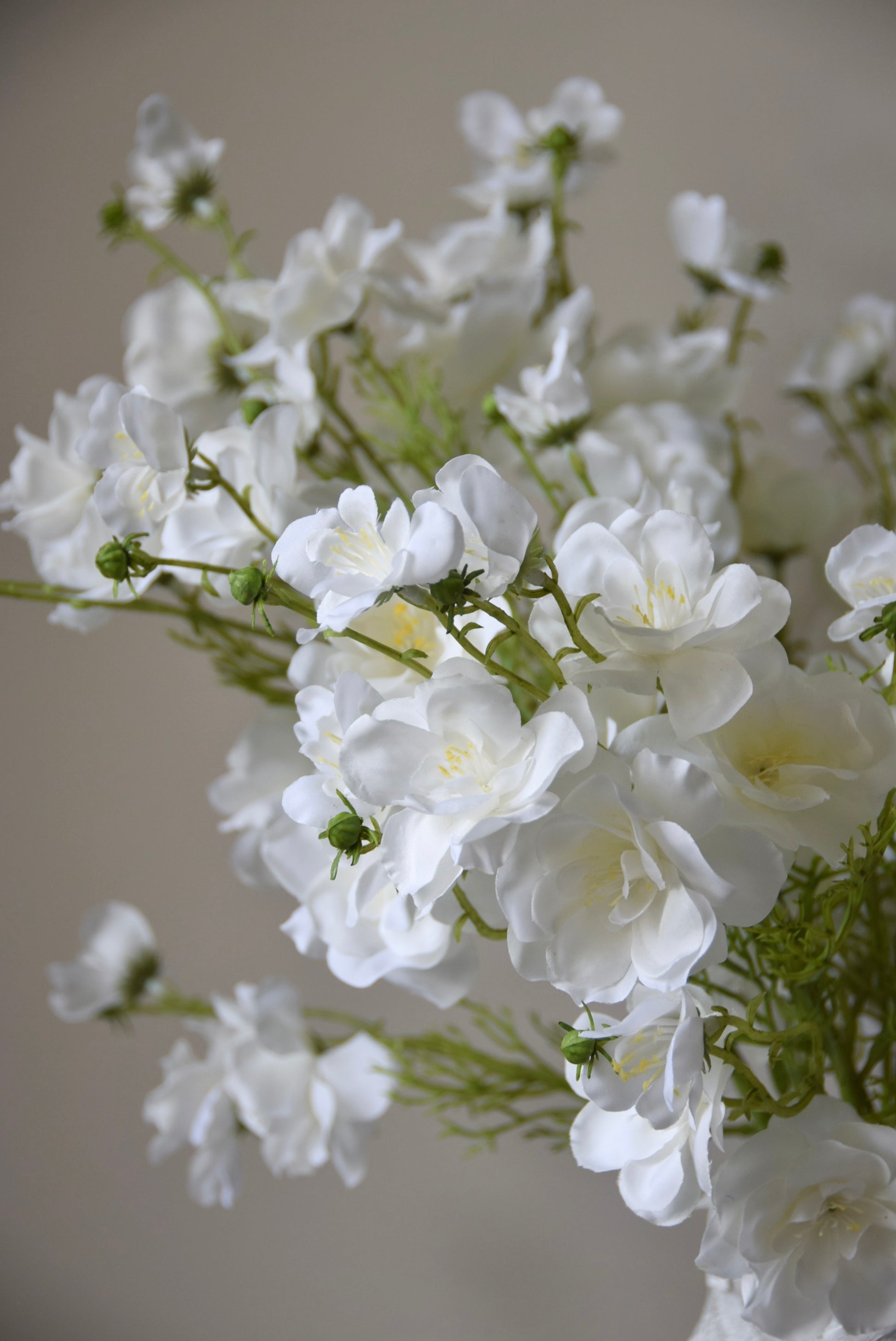 Close-up of white flowers with a blurred background