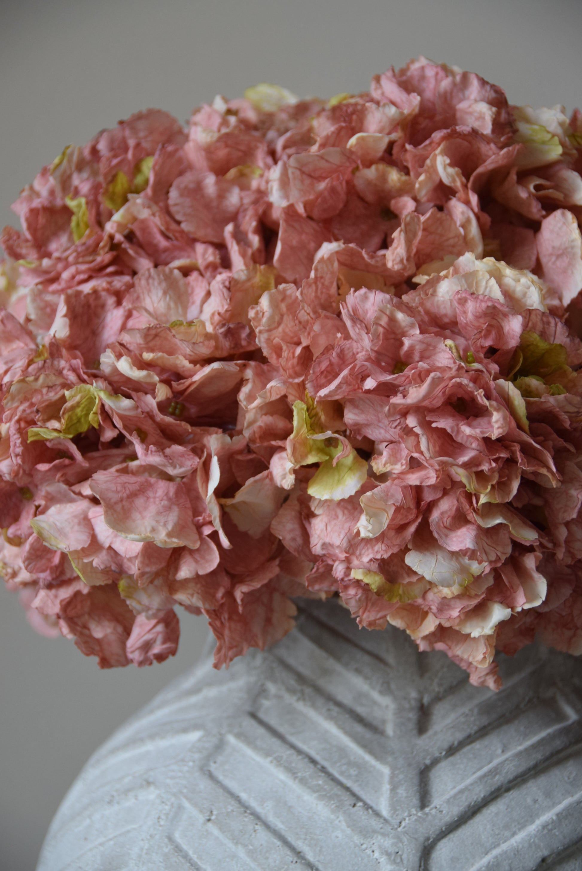 Close-up of pink flowers with a textured gray surface in the background