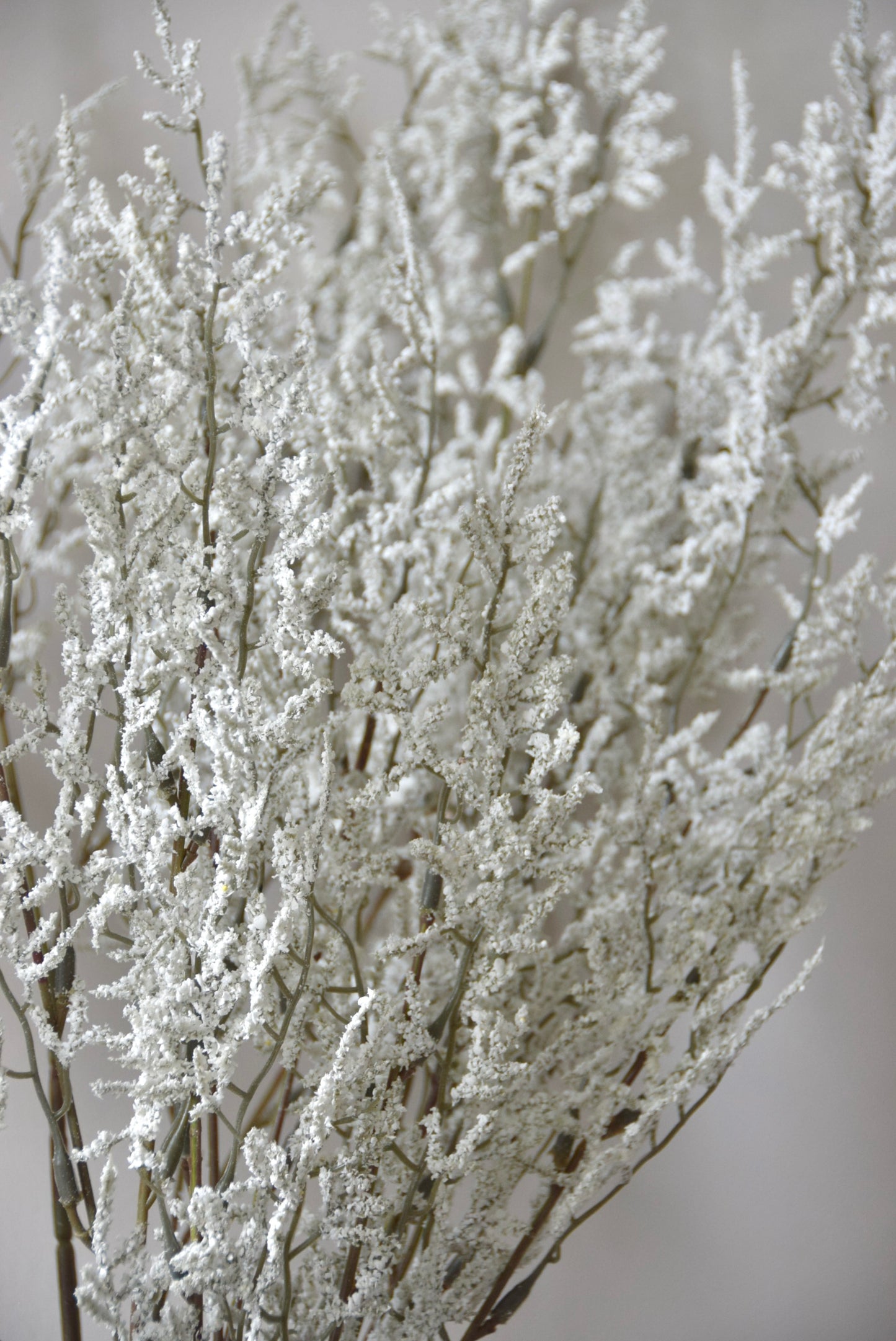 Frosted branches against a plain background