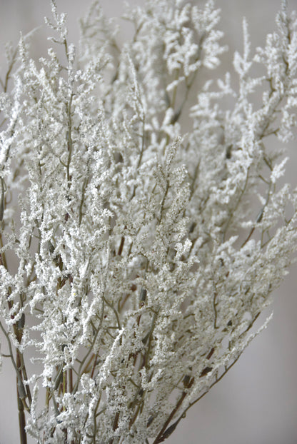 Frosted branches against a plain background