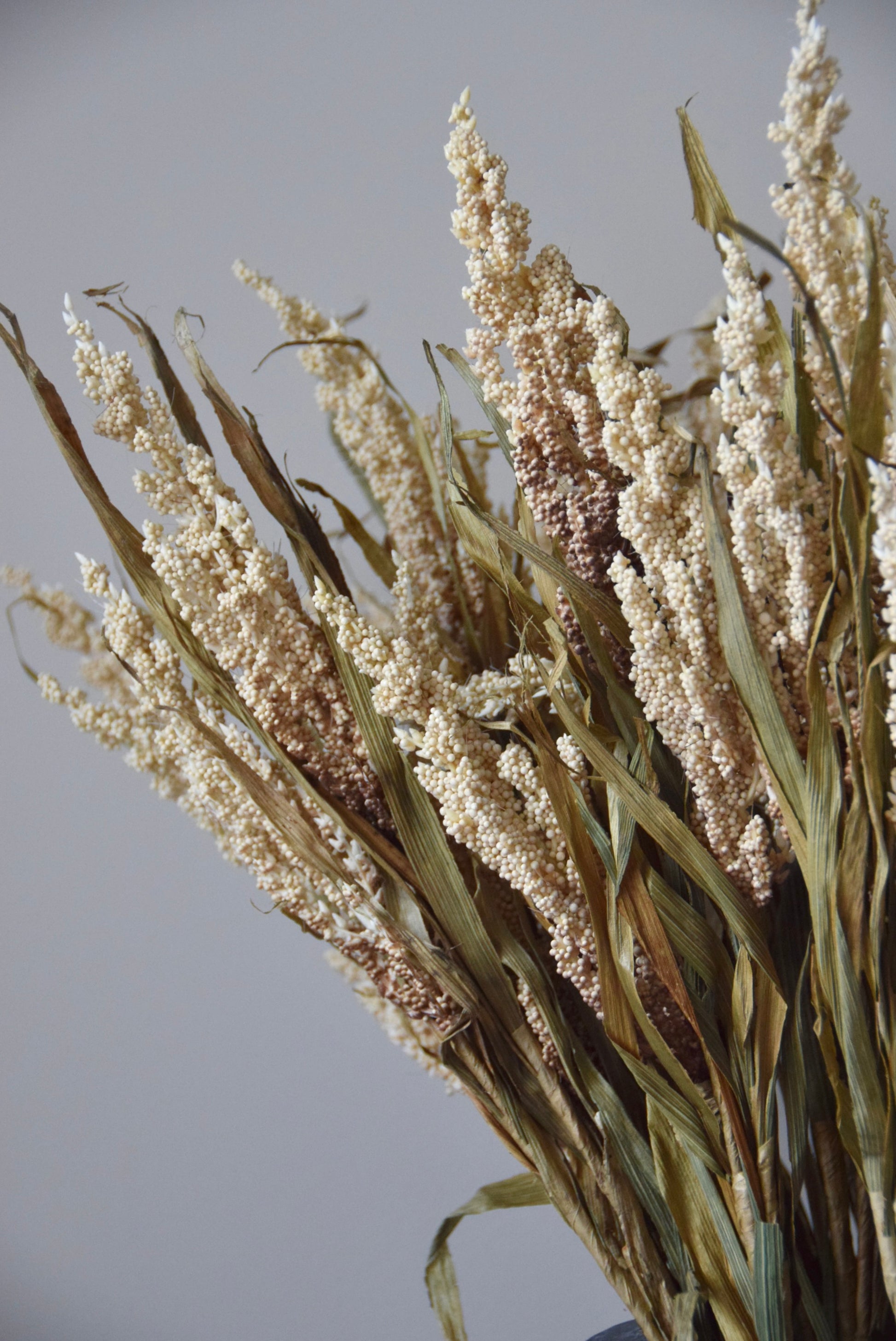 Bouquet of dried plants with a grey background