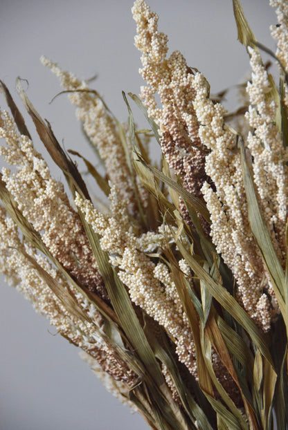 Close-up of dried grass with a neutral background