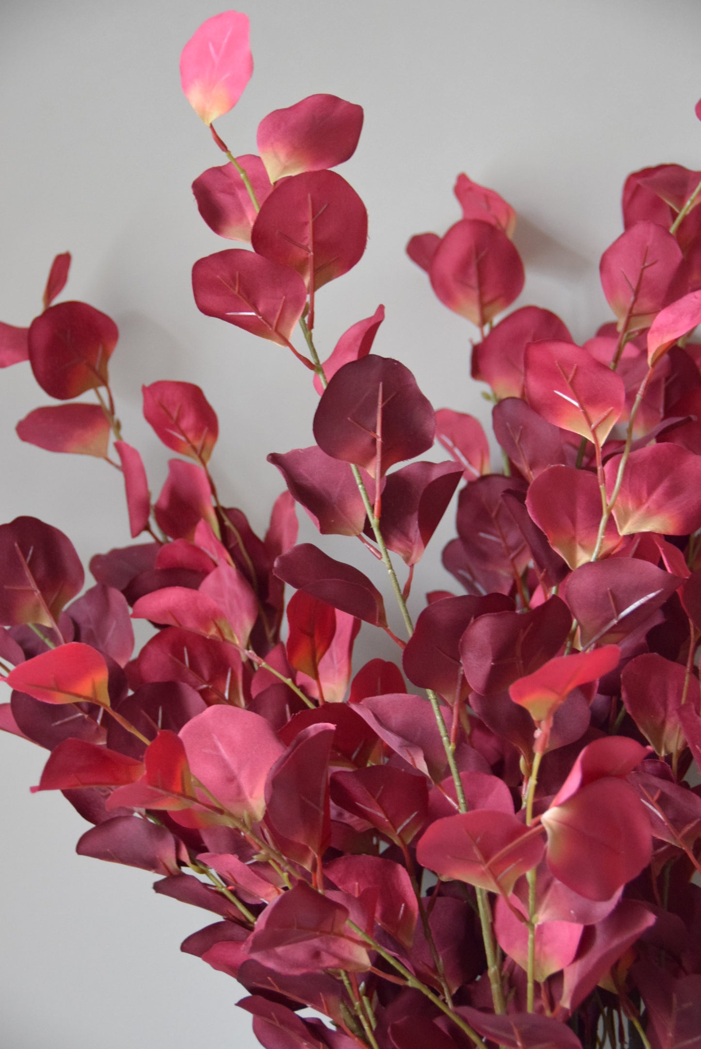 Close-up of red eucalyptus on a plain background