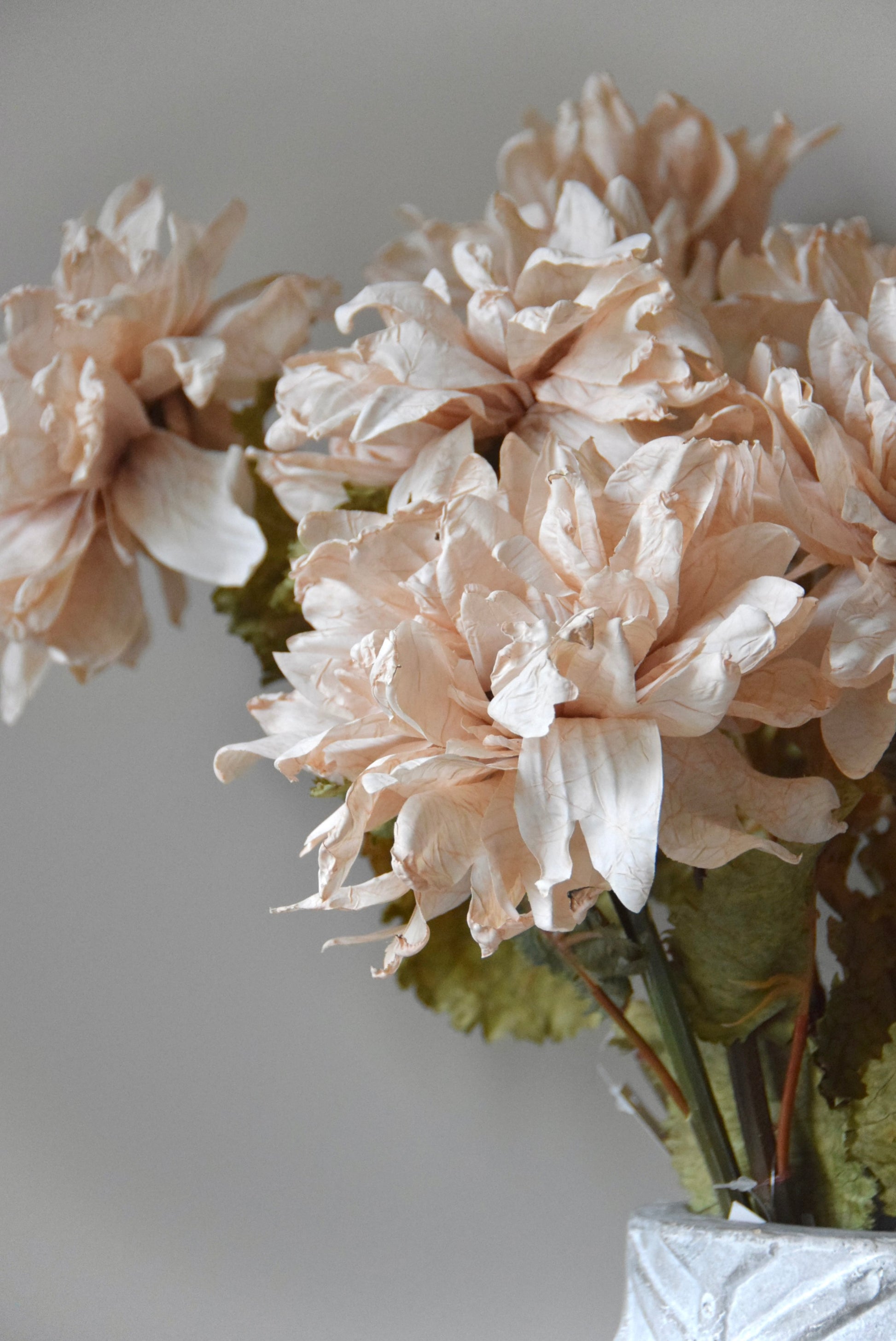 Close-up of beige flowers in a vase against a plain background