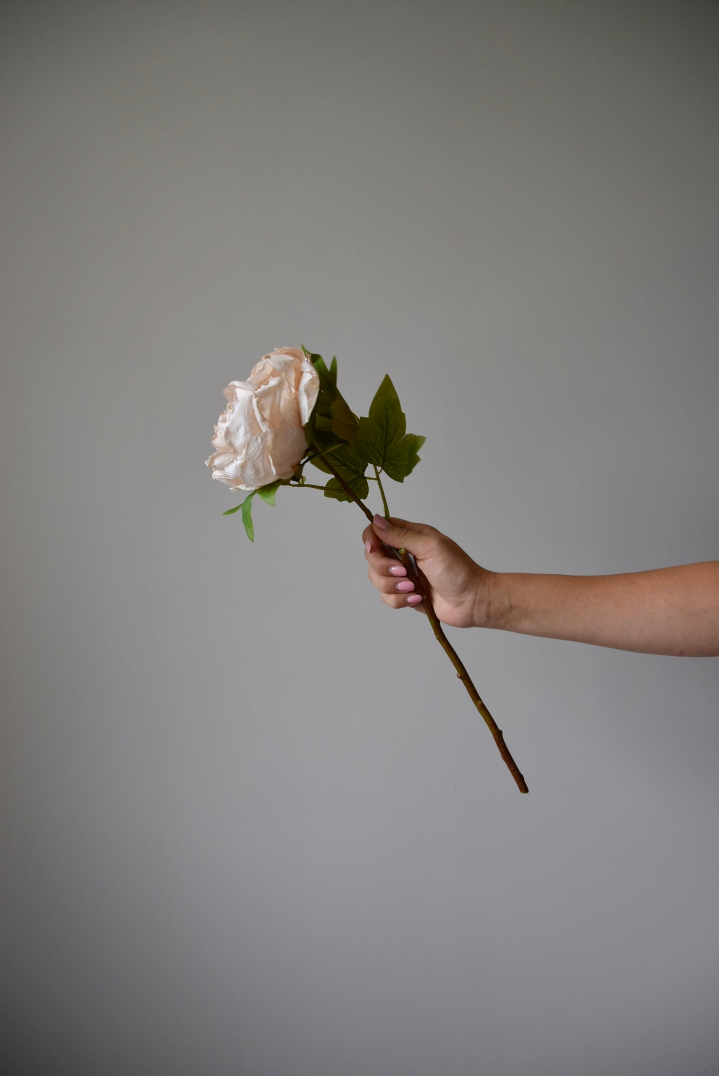 Hand holding a single cream peony against a plain background