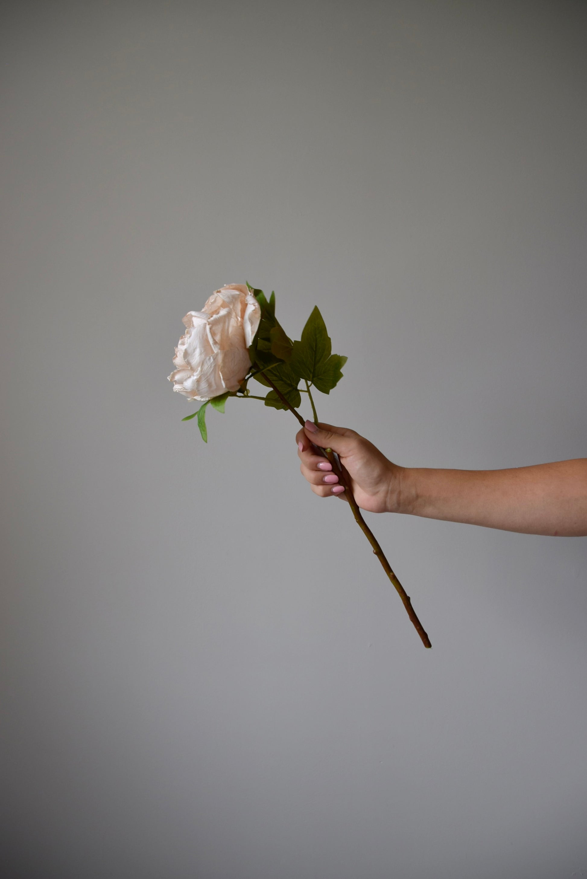 Hand holding a single cream peony against a plain background