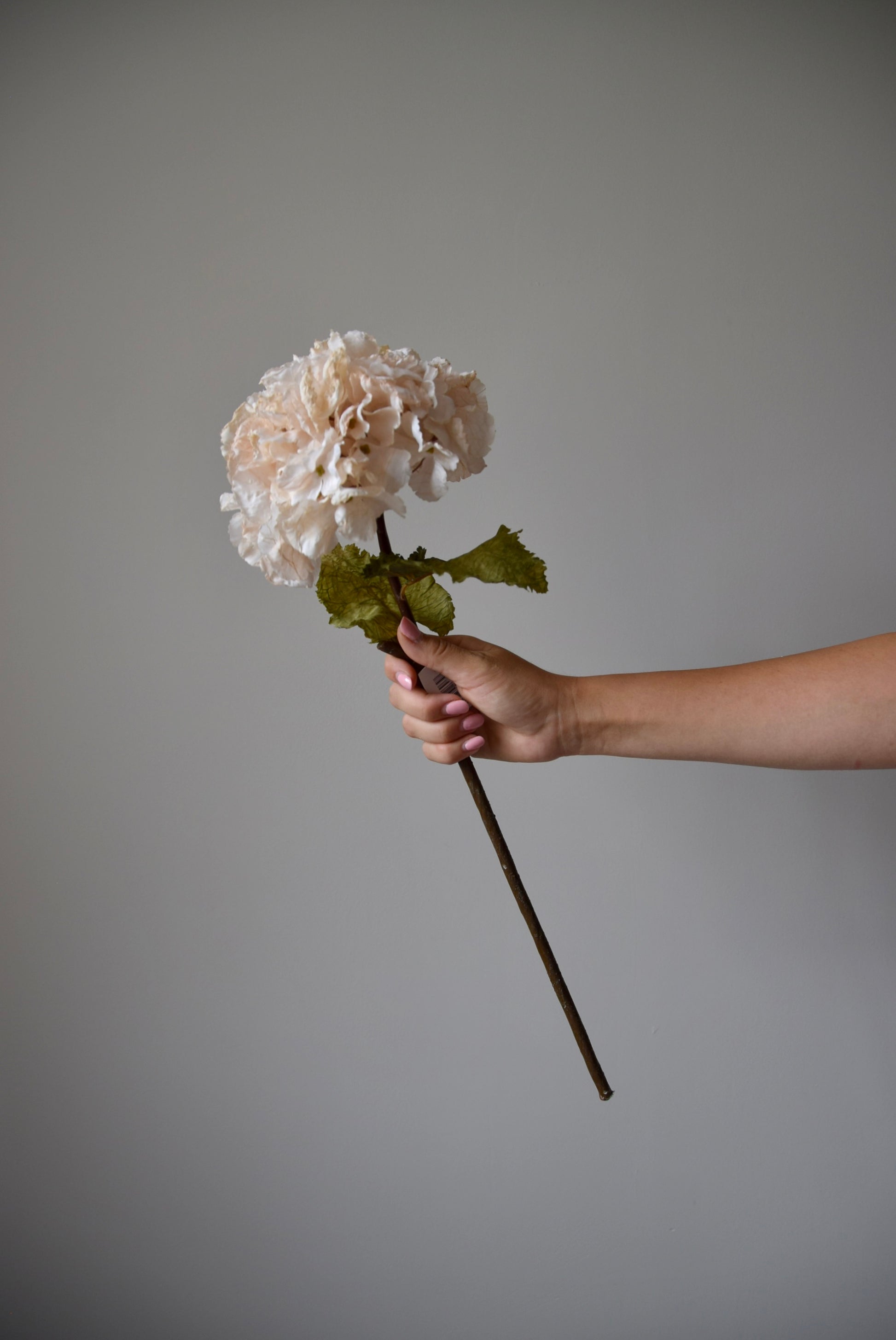 Hand holding a cream ruffled hydrangea against a plain background