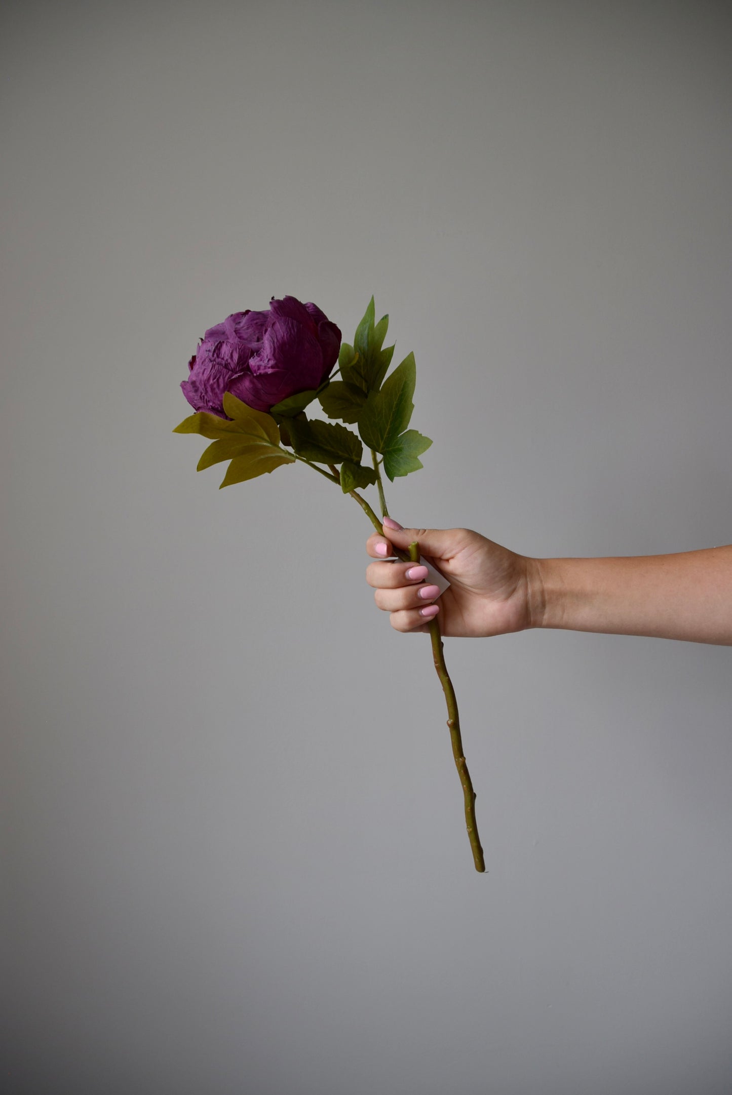 Hand holding a burgundy flower against a grey background