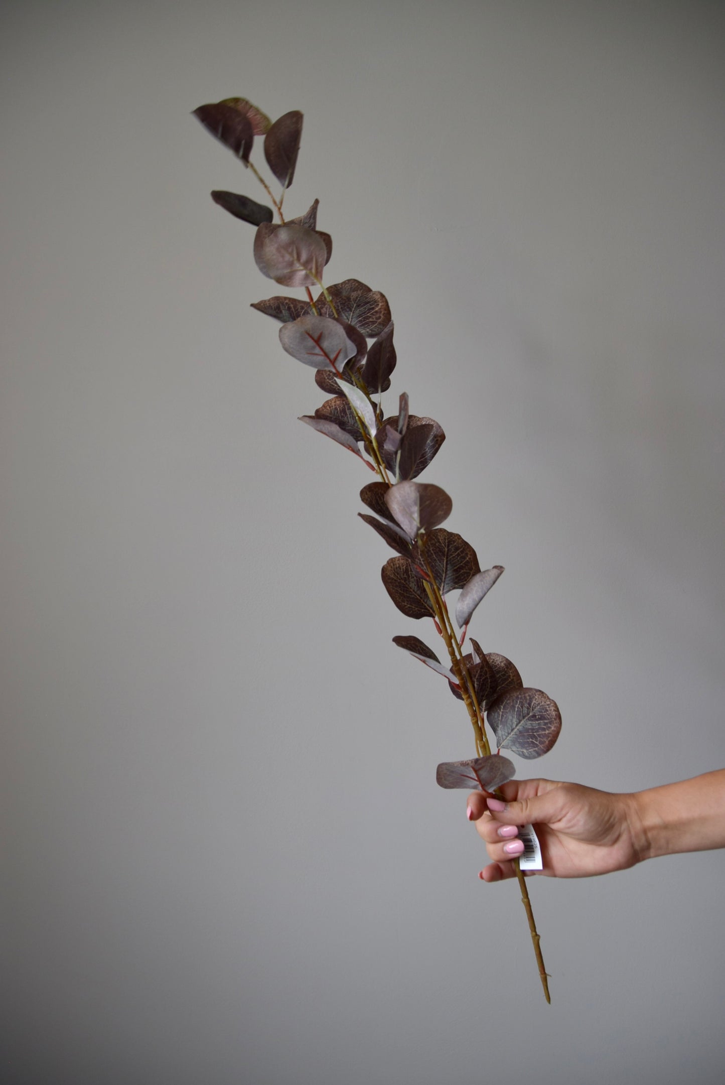Hand holding a branch with dried leaves against a plain background