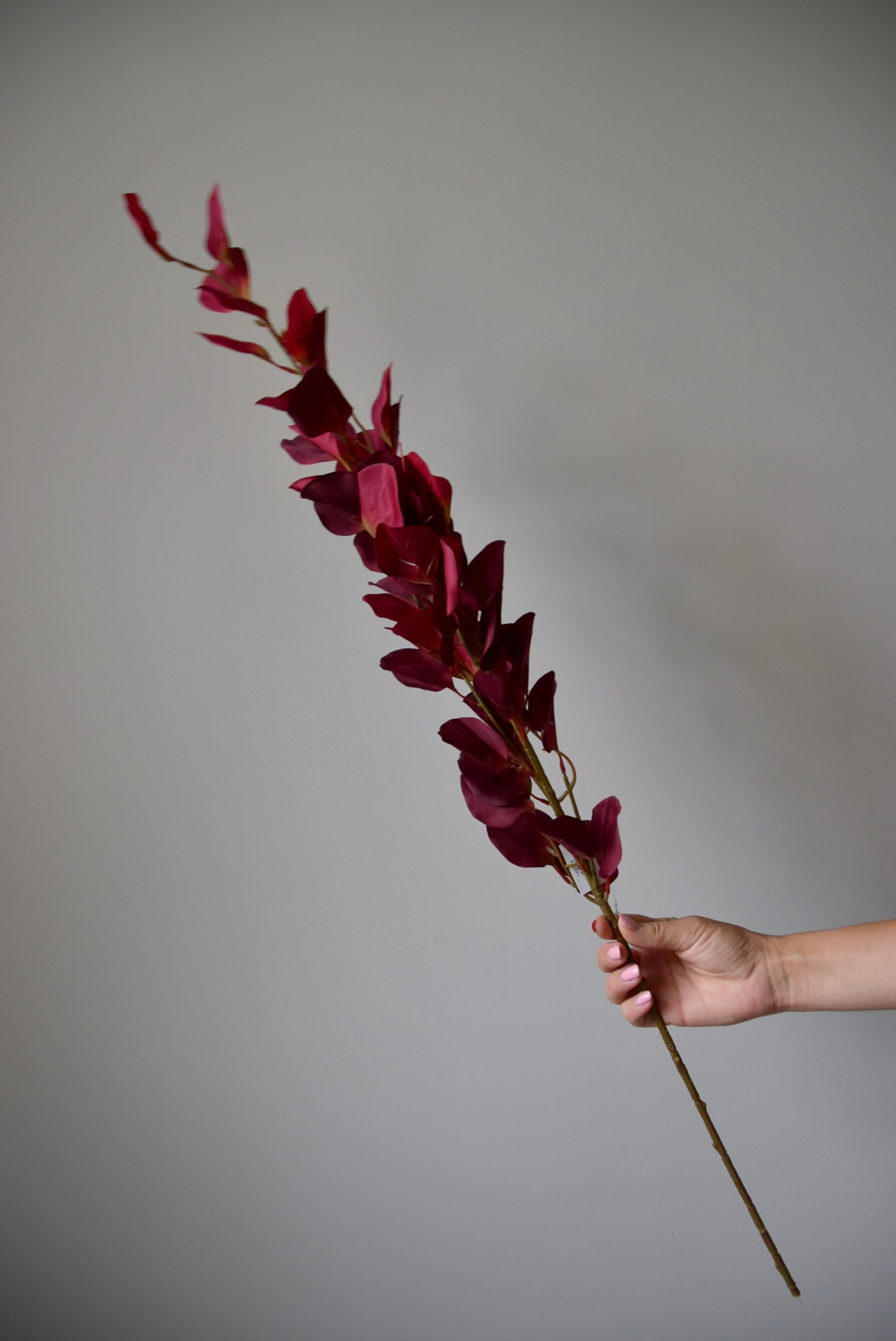 Hand holding a dried red plant against a plain background
