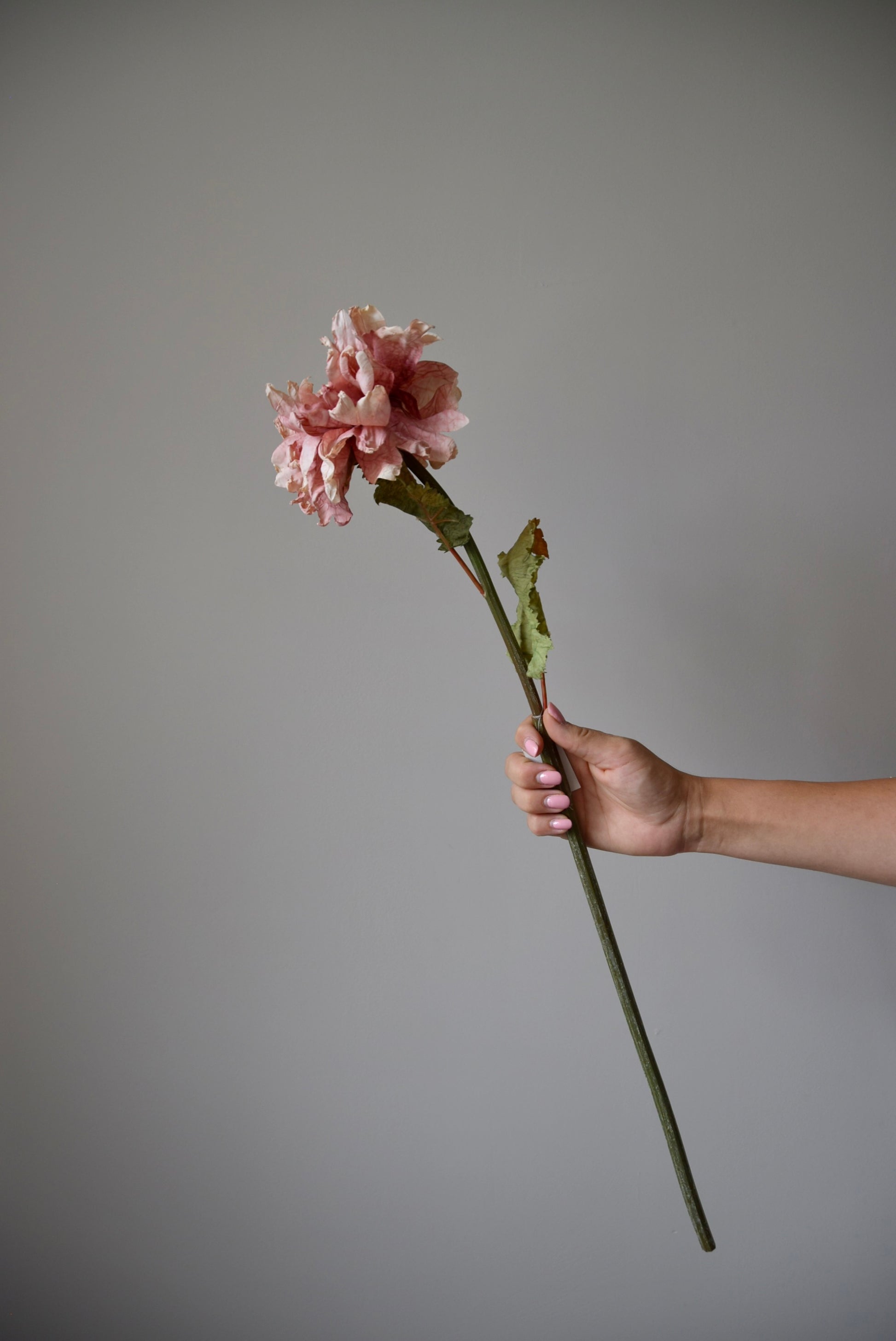 Hand holding a single pink flower against a grey background