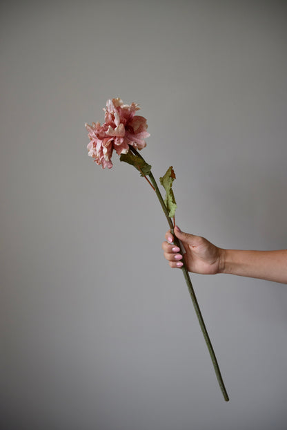 Hand holding a single pink flower against a grey background