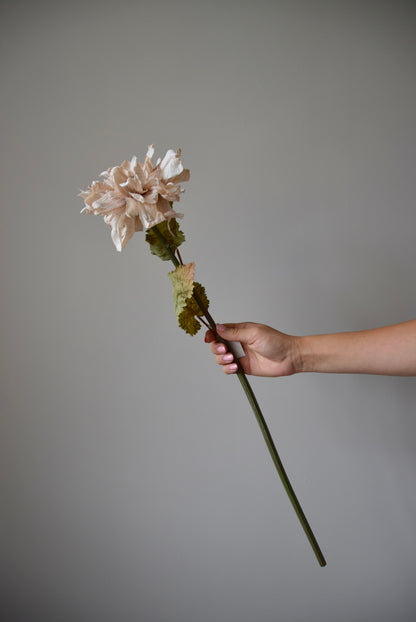 Hand holding a dried flower against a plain background