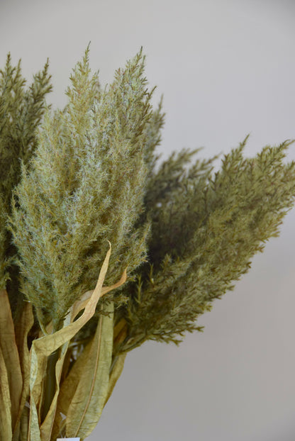 Bouquet of dried green plants with a white background