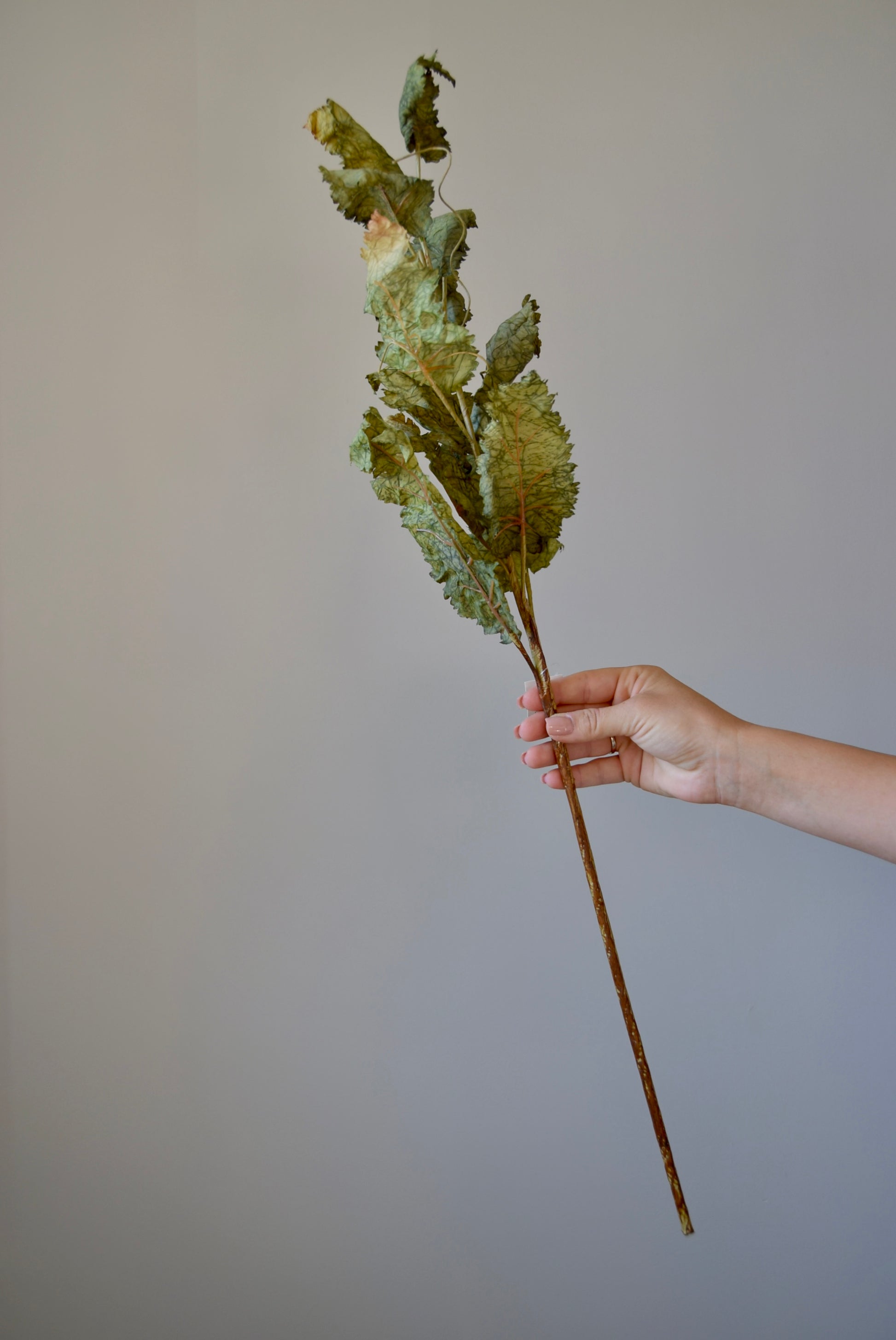 Hand holding a dried plant against a plain background