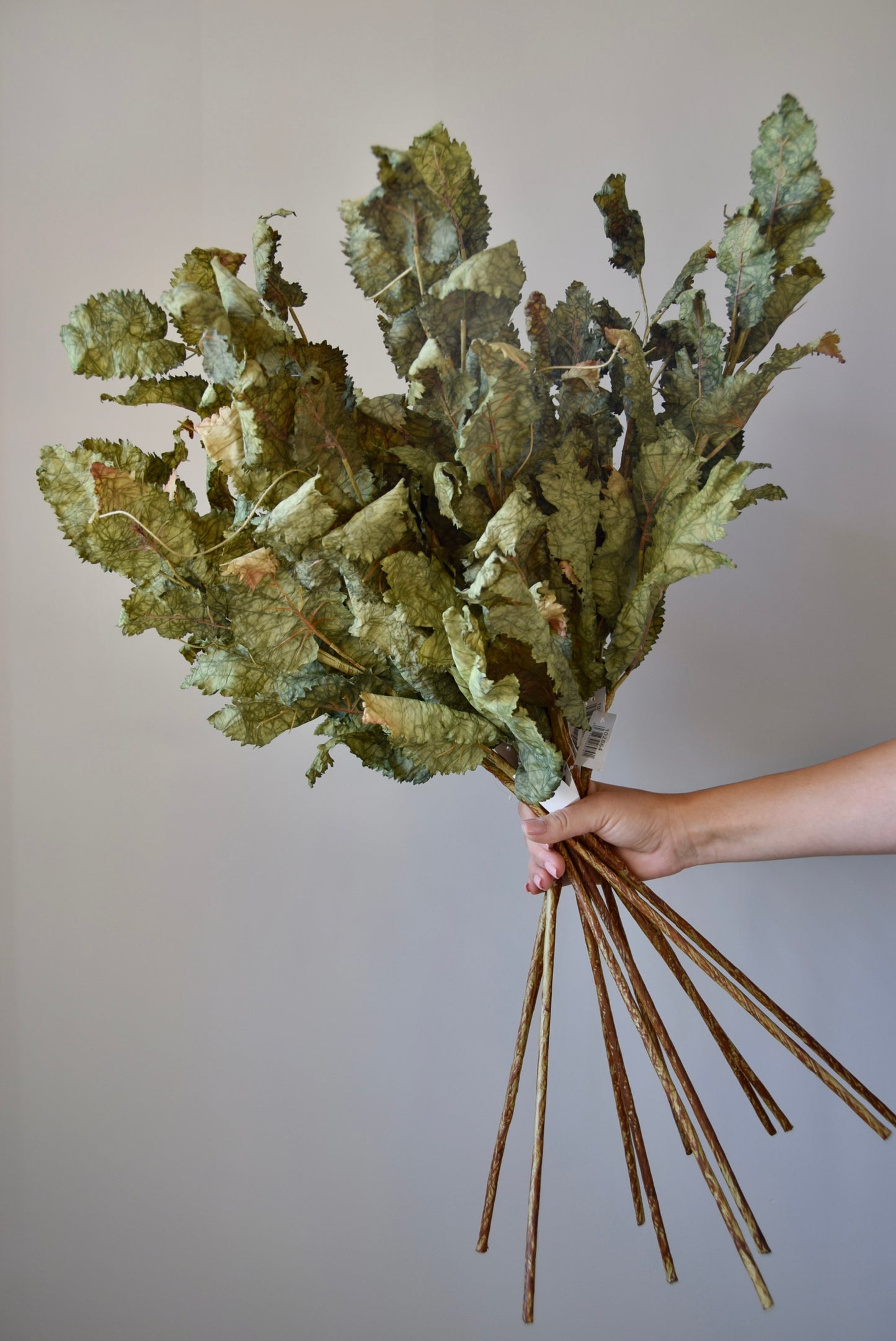 Bouquet of dried green leaves held against a plain background