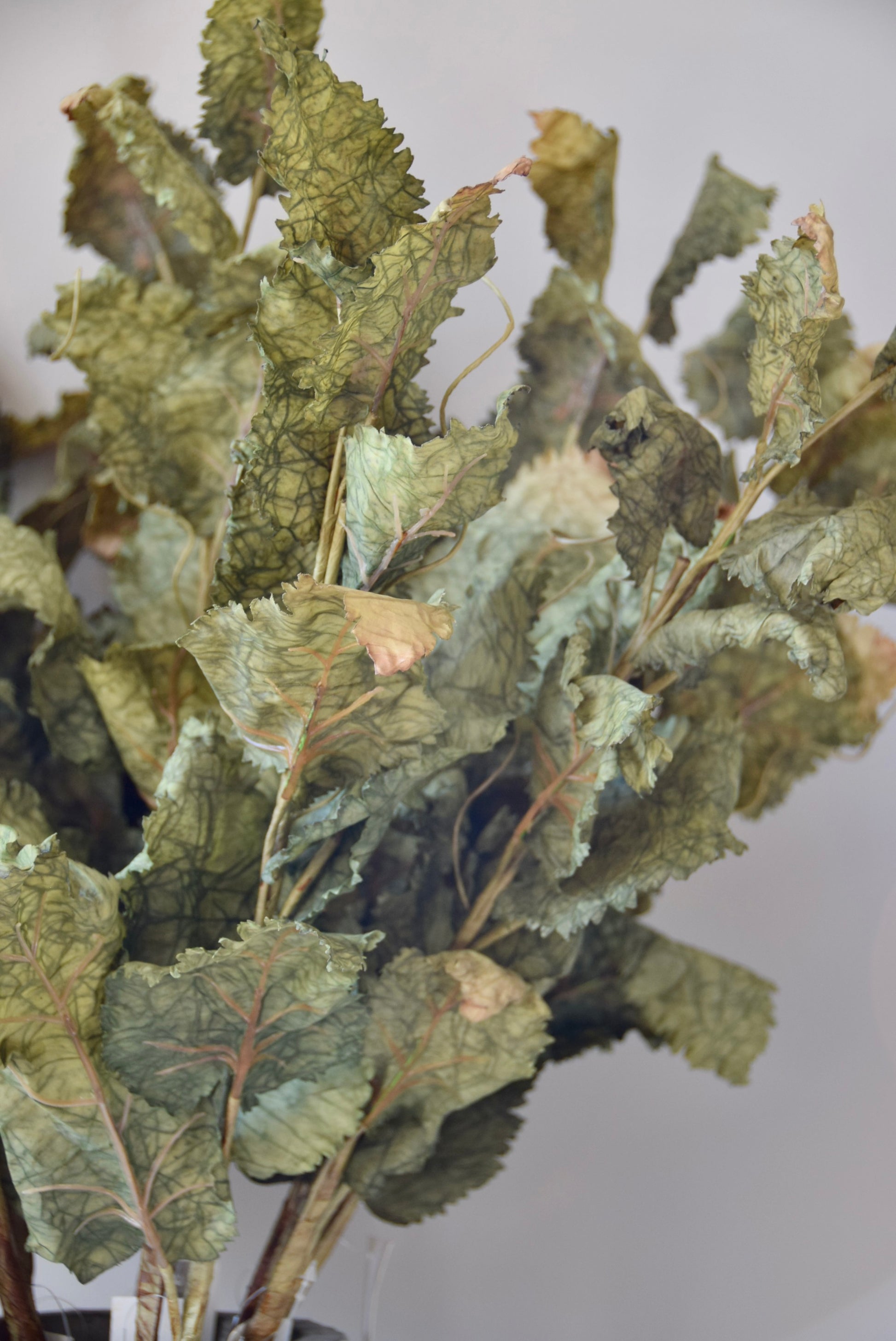 Close-up of dried green leaves against a neutral background
