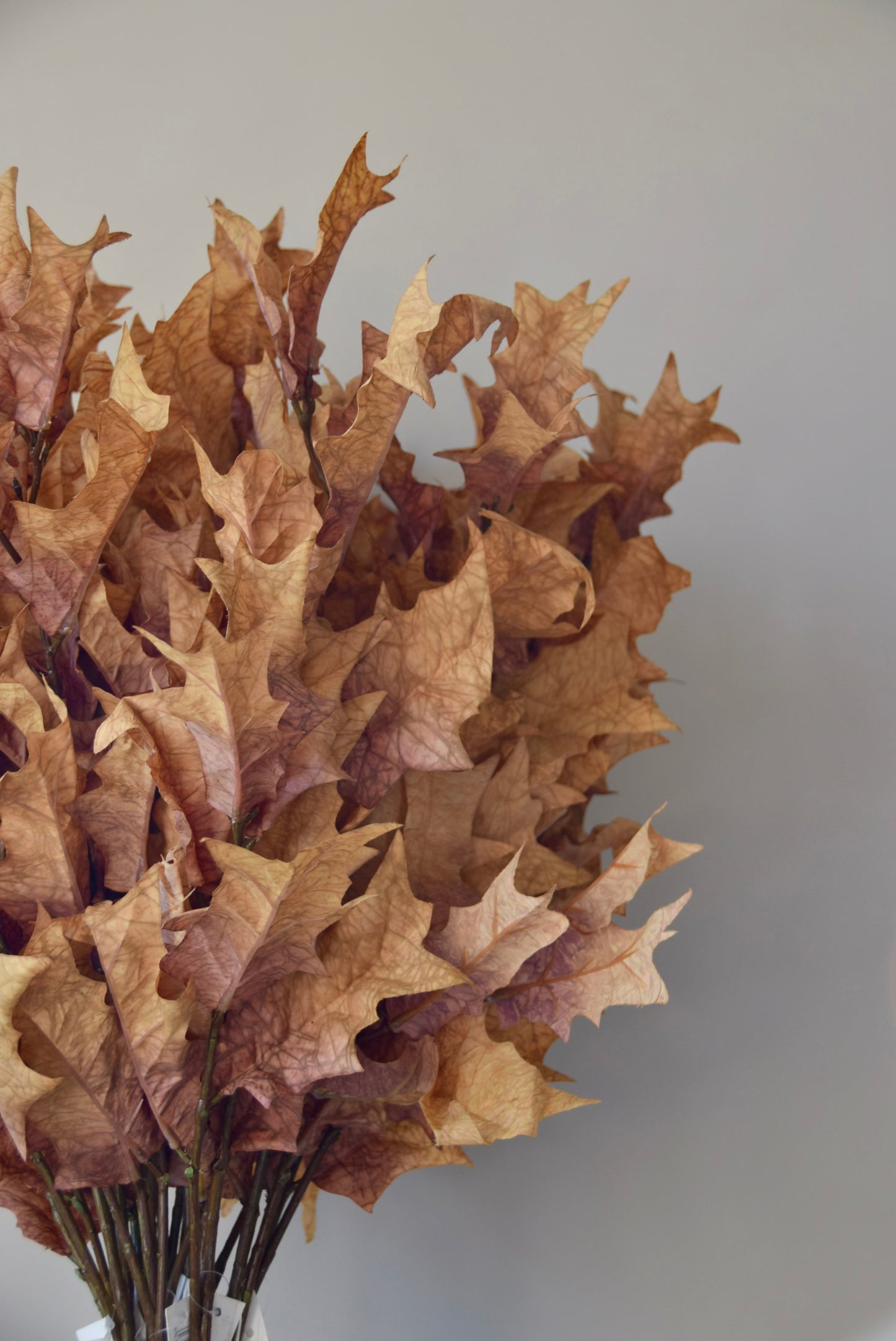 Bouquet of dried brown leaves against a plain background