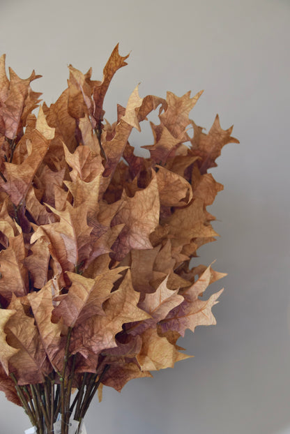 Bouquet of dried brown leaves against a plain background