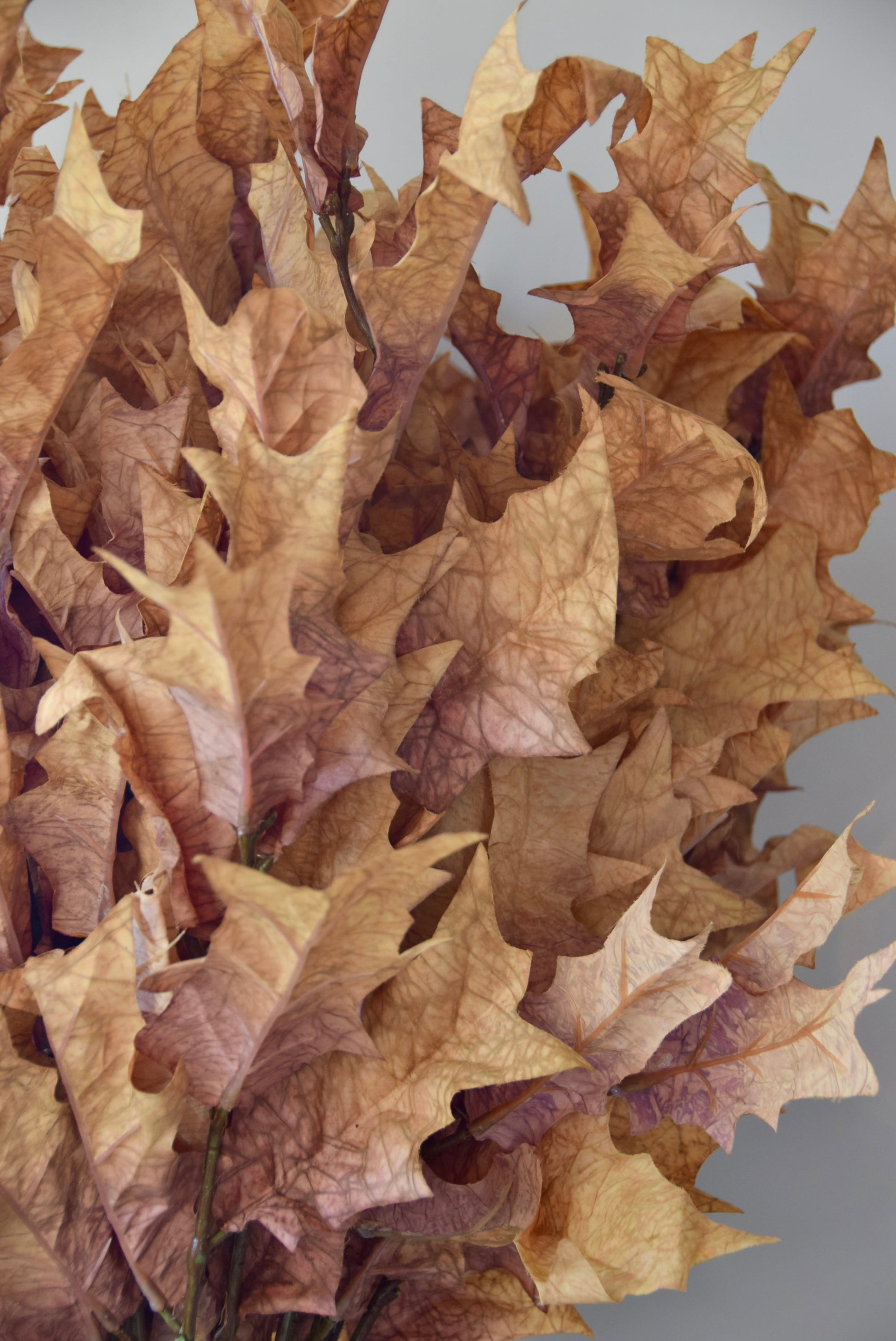 Cluster of dried brown leaves on a grey background
