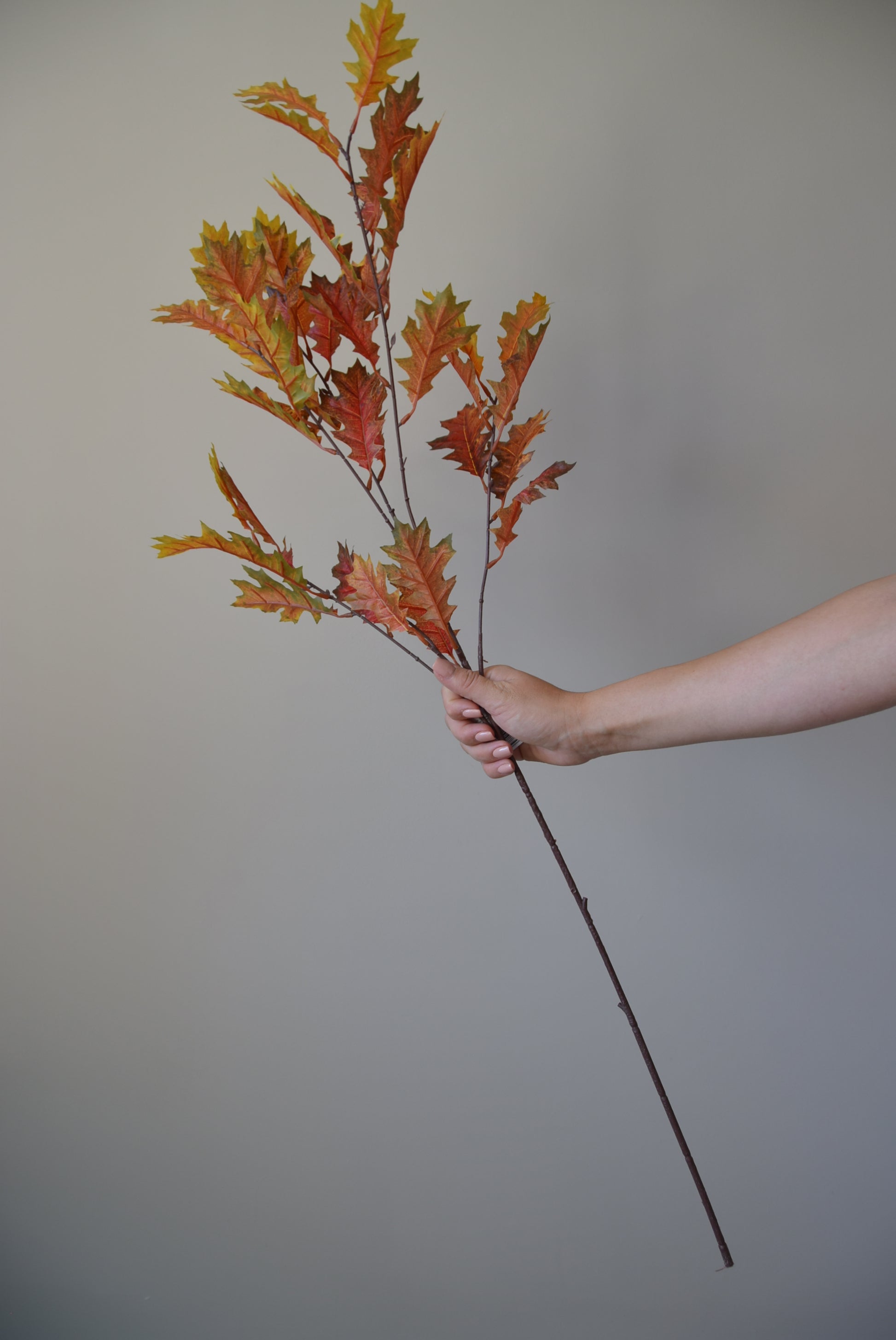 Hand holding a branch with autumn leaves against a plain background
