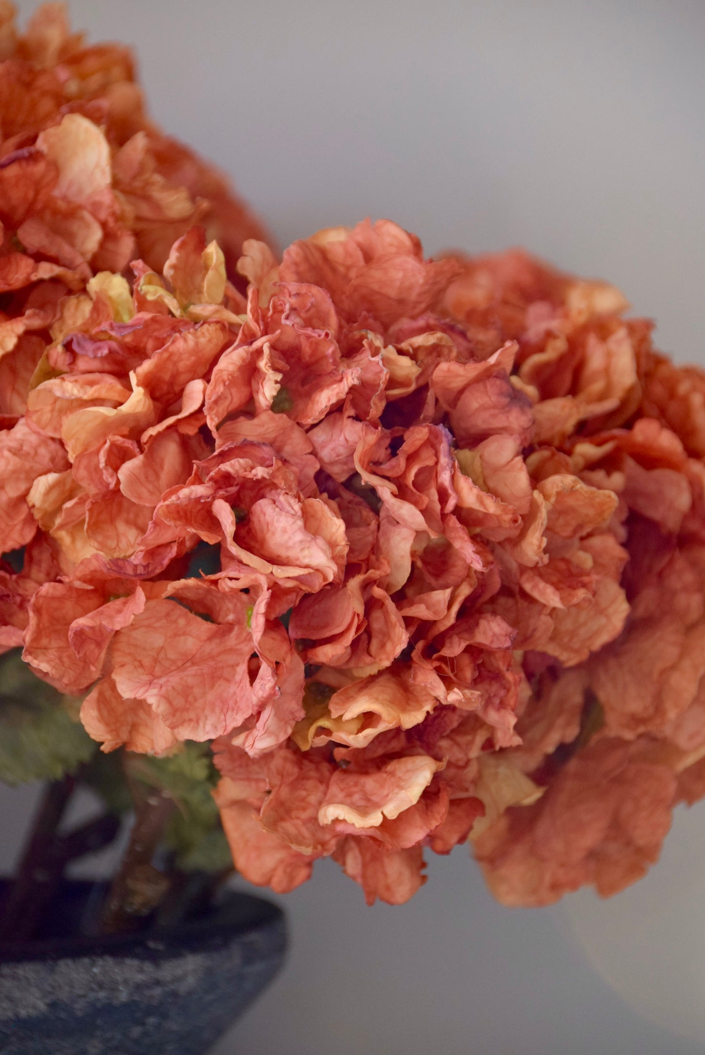 Close-up of a cluster of orange hydrangeas with a blurred background