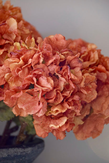 Close-up of a cluster of orange hydrangeas with a blurred background