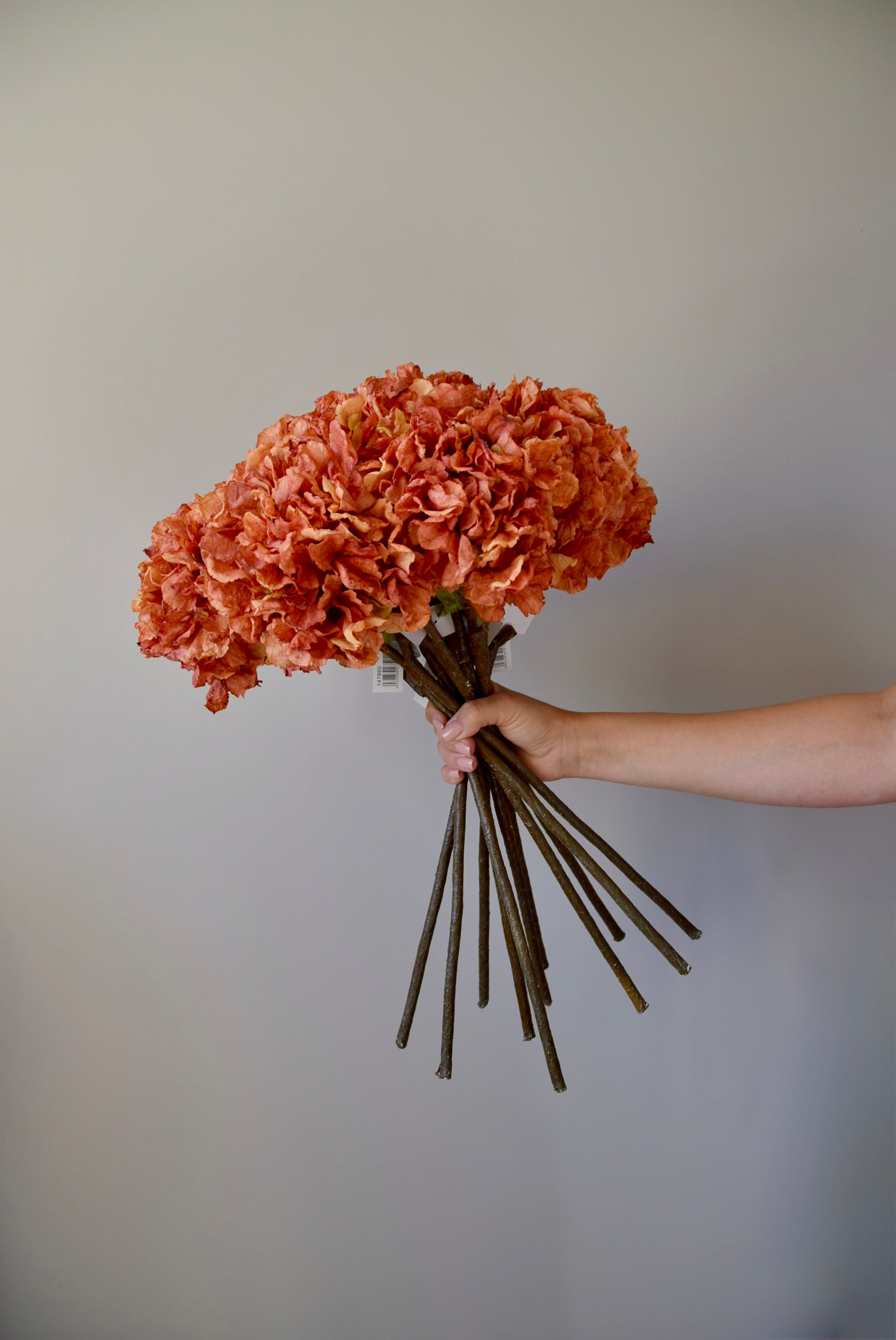 Hand holding a bouquet of orange flowers against a plain background
