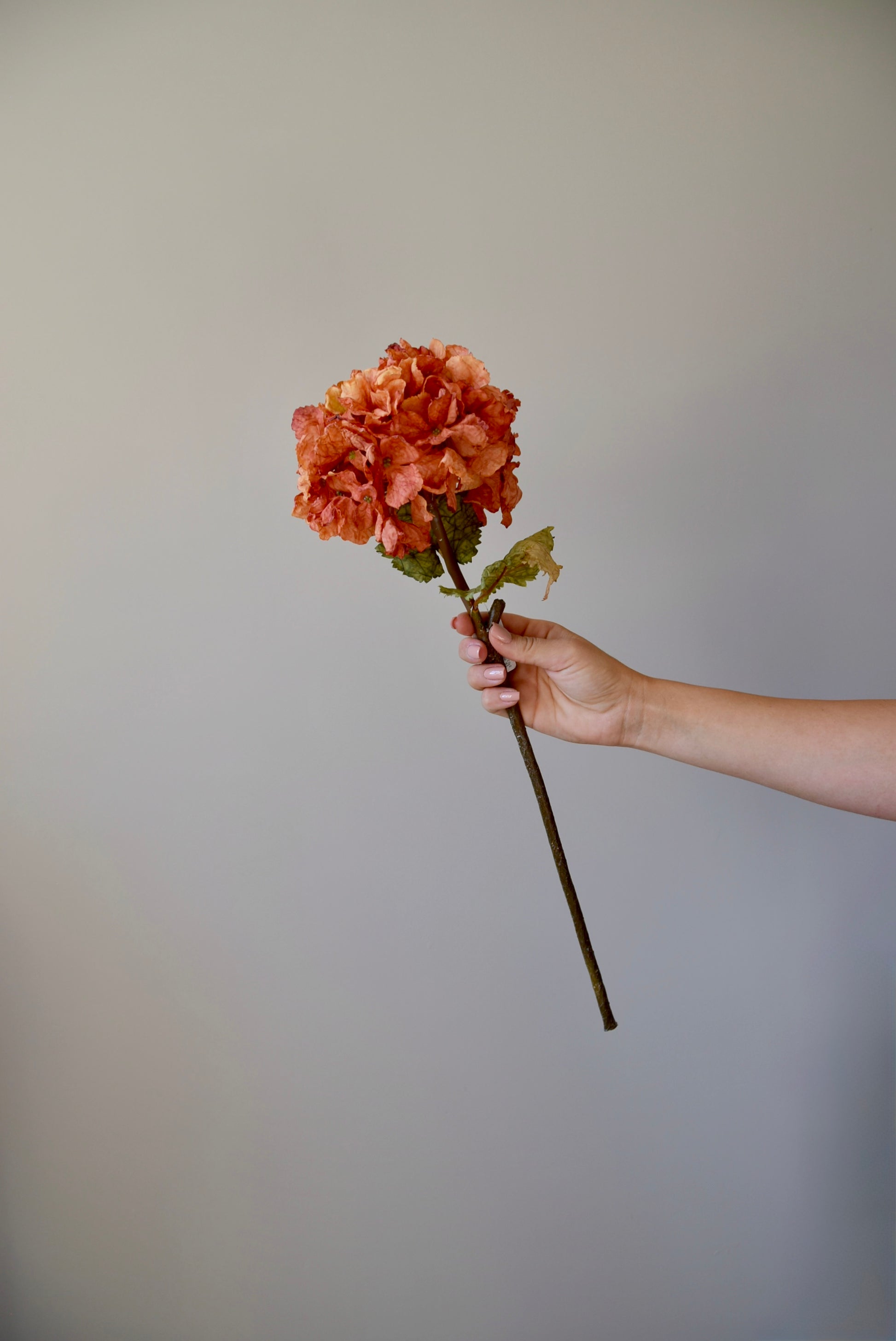 Hand holding an orange hydrangea against a plain background