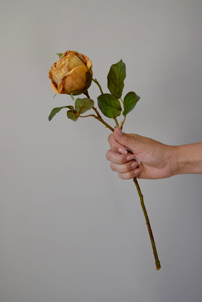 Hand holding a vintage rose against a plain background