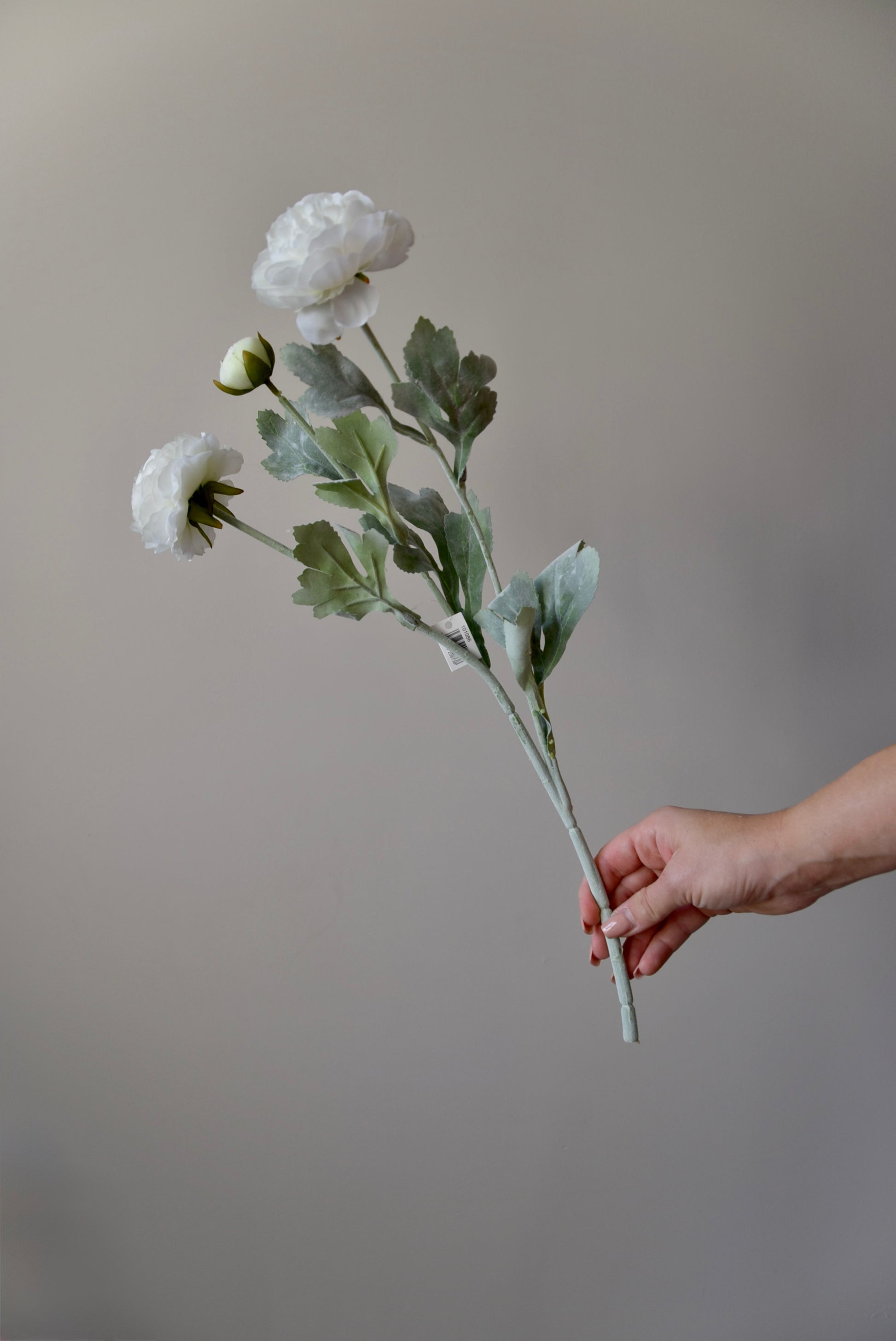 Hand holding a ranunculus flower stem against a plain background