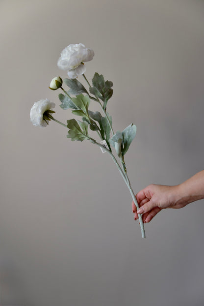 Hand holding a ranunculus flower stem against a plain background